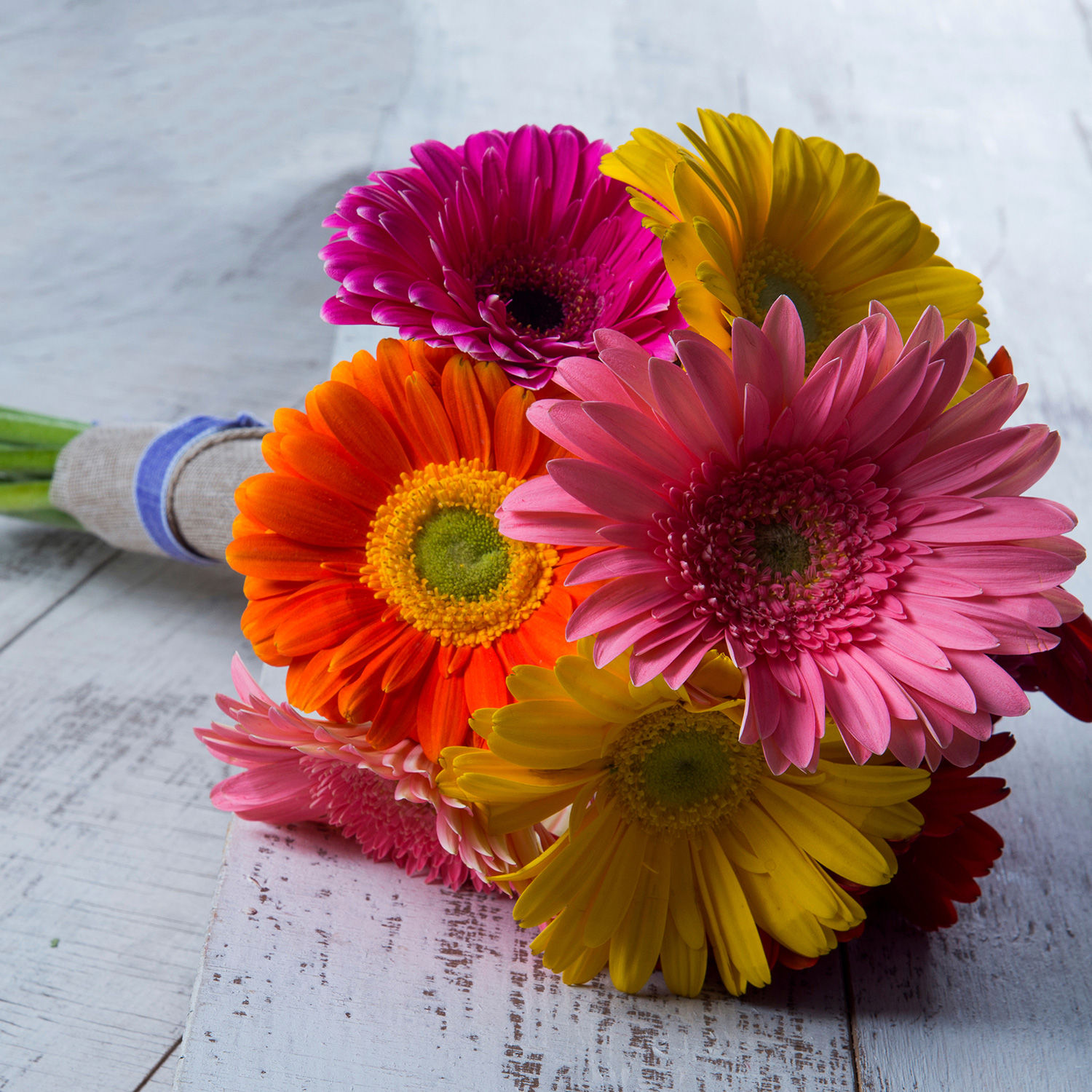 Buy/Send Lovely Gerberas Bunch Online- Ferns N Petals