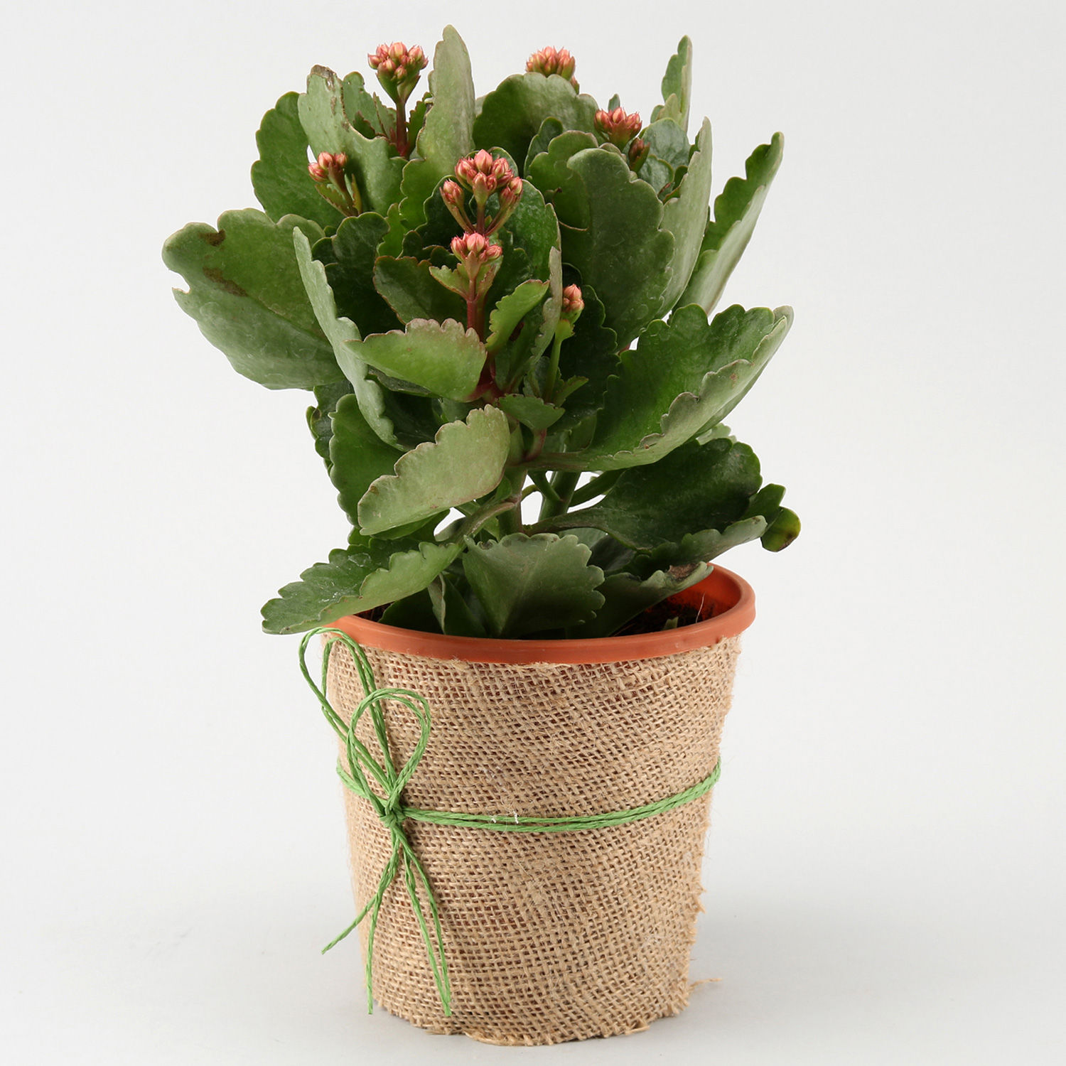 Buy/Send Orange Kalanchoe Plant Flowering Online Ferns N