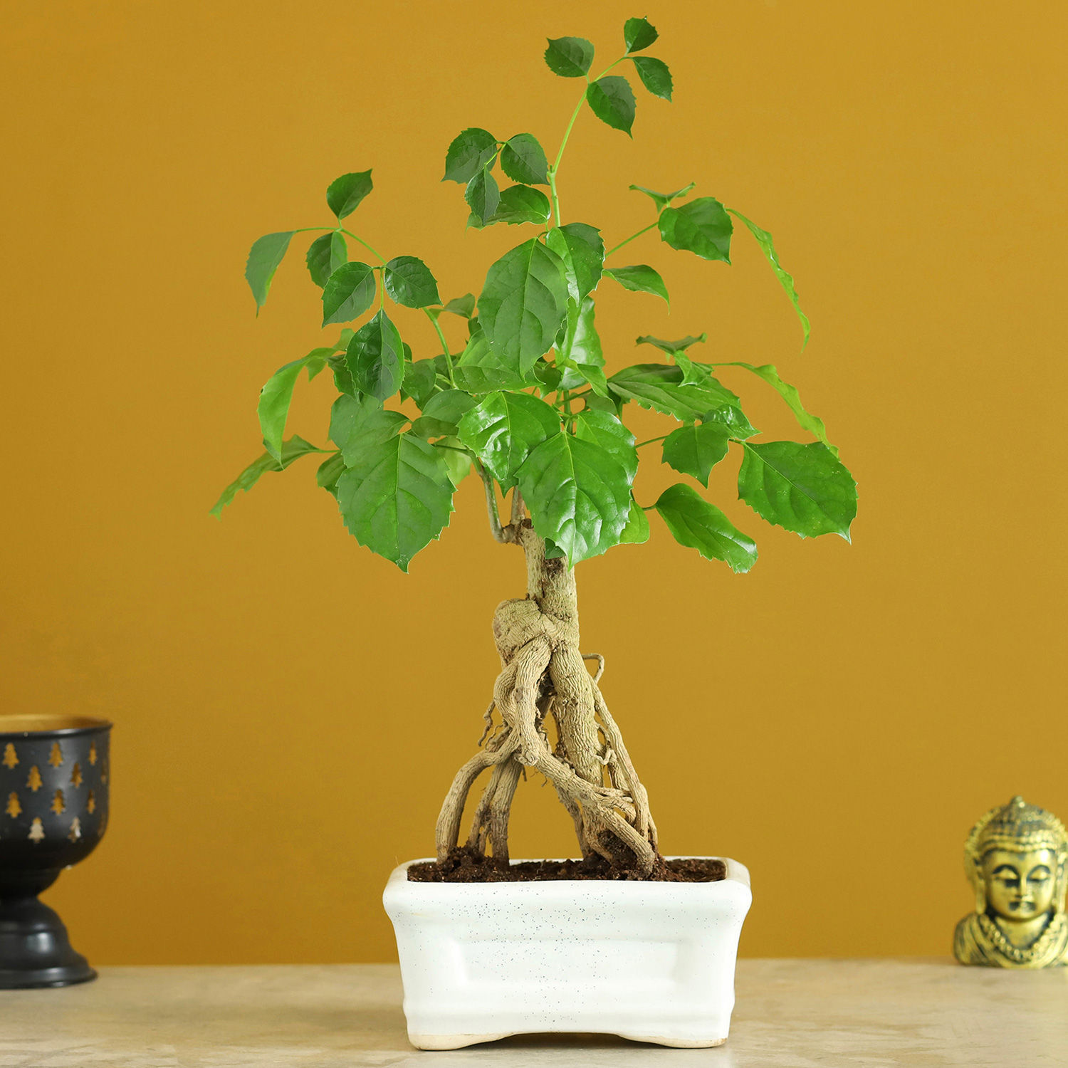 Buy/Send Radermachera Bonsai In Ceramic Tray Online Ferns N Petals