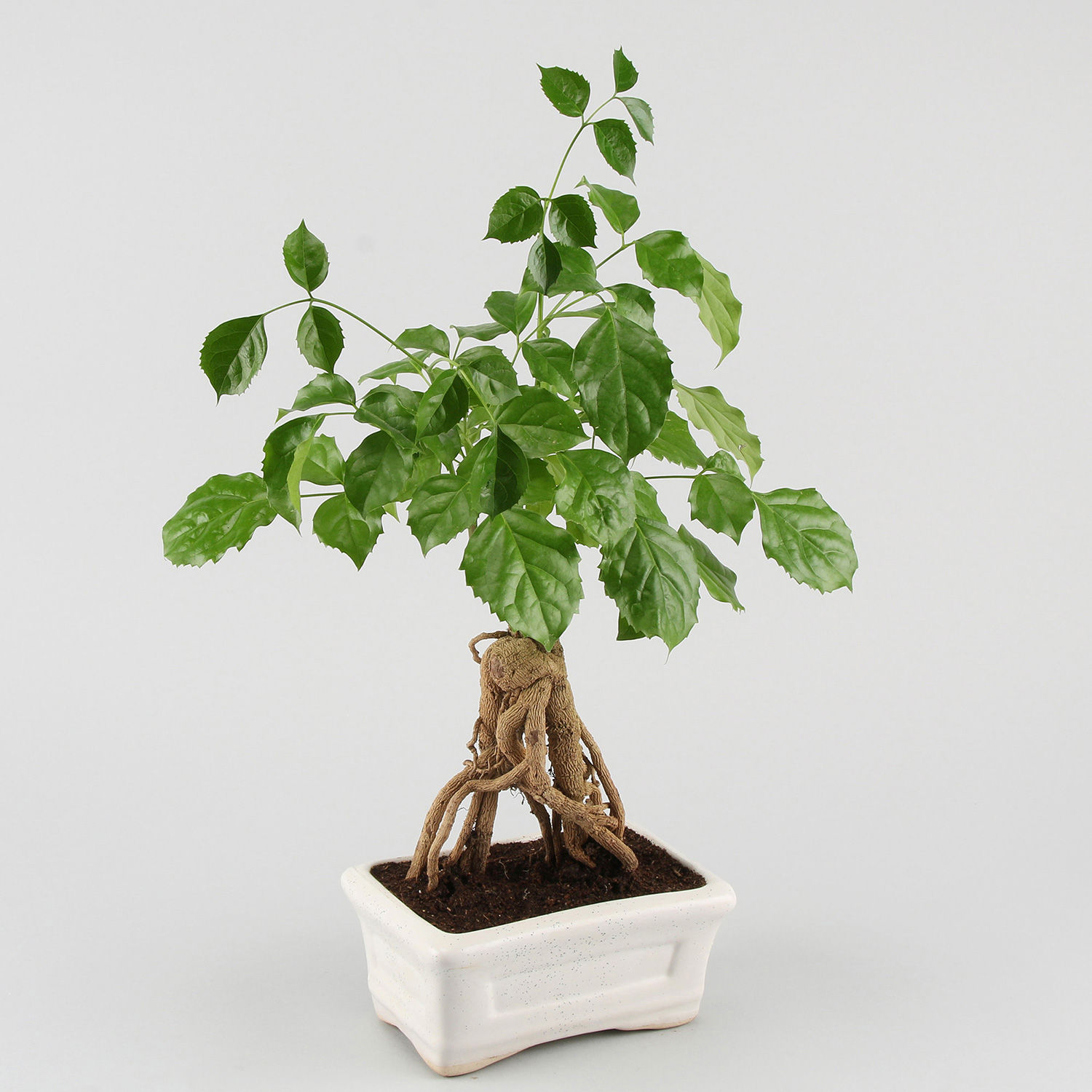 Buy/Send Radermachera Bonsai In Ceramic Tray Online Ferns N Petals