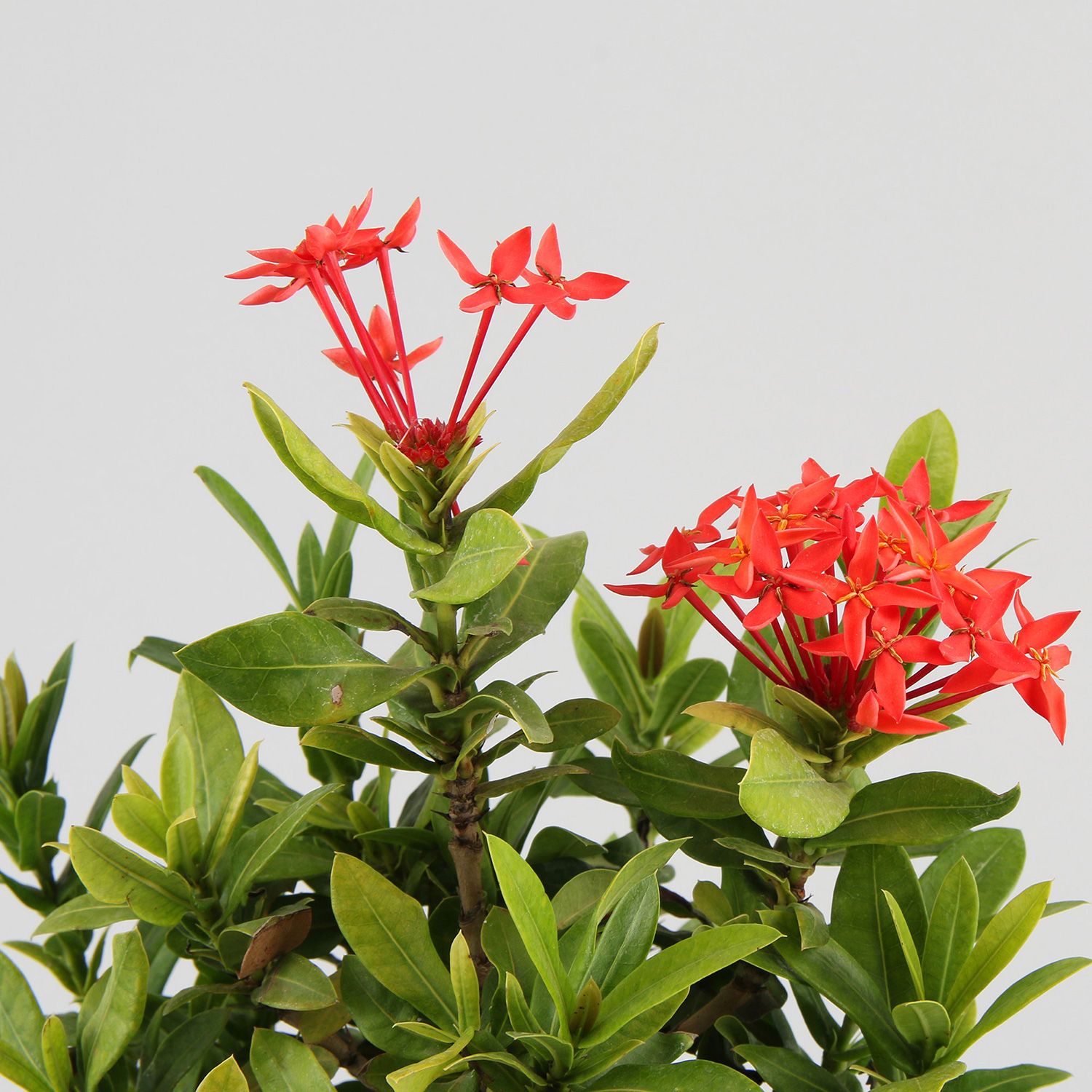 Buy/Send Beautiful Flowering Ixora Plant Online- Ferns N Petals