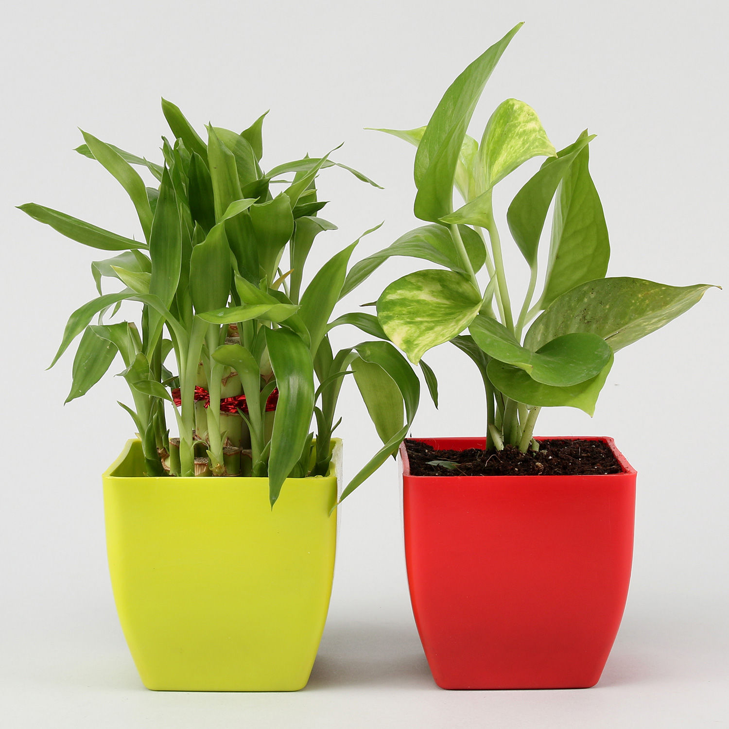 Buy/Send Two Layer Lucky Bamboo &amp; Money Plant set Online