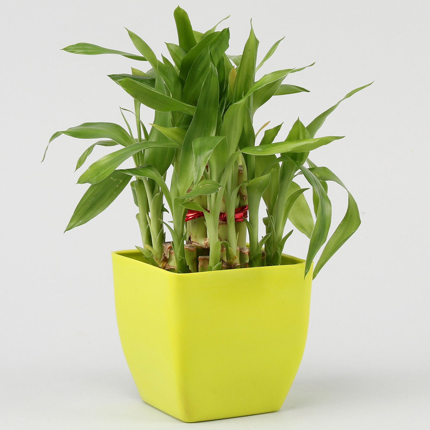 Buy/Send Two Layer Lucky Bamboo &amp; Money Plant set Online
