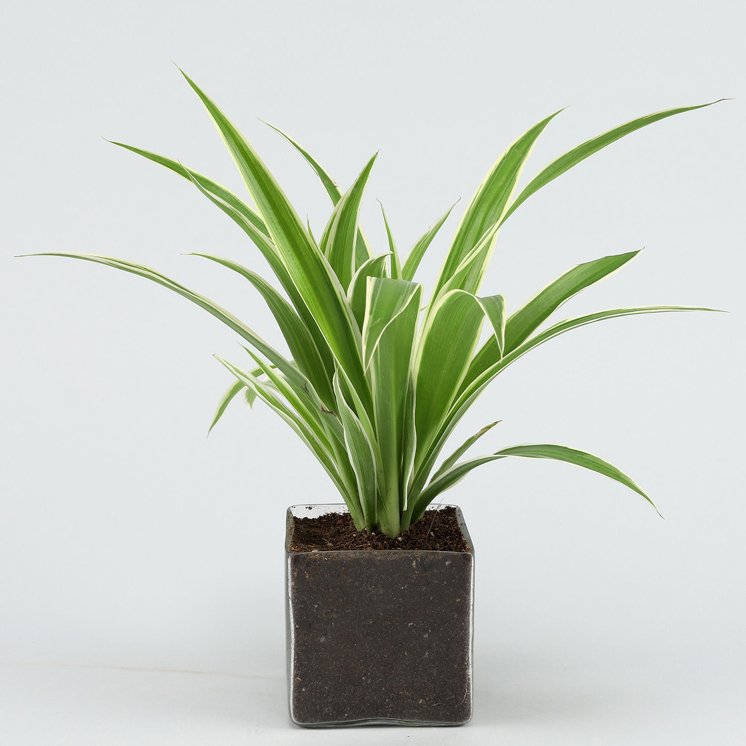 Buy/Send Green Spider Plant Online Ferns N Petals