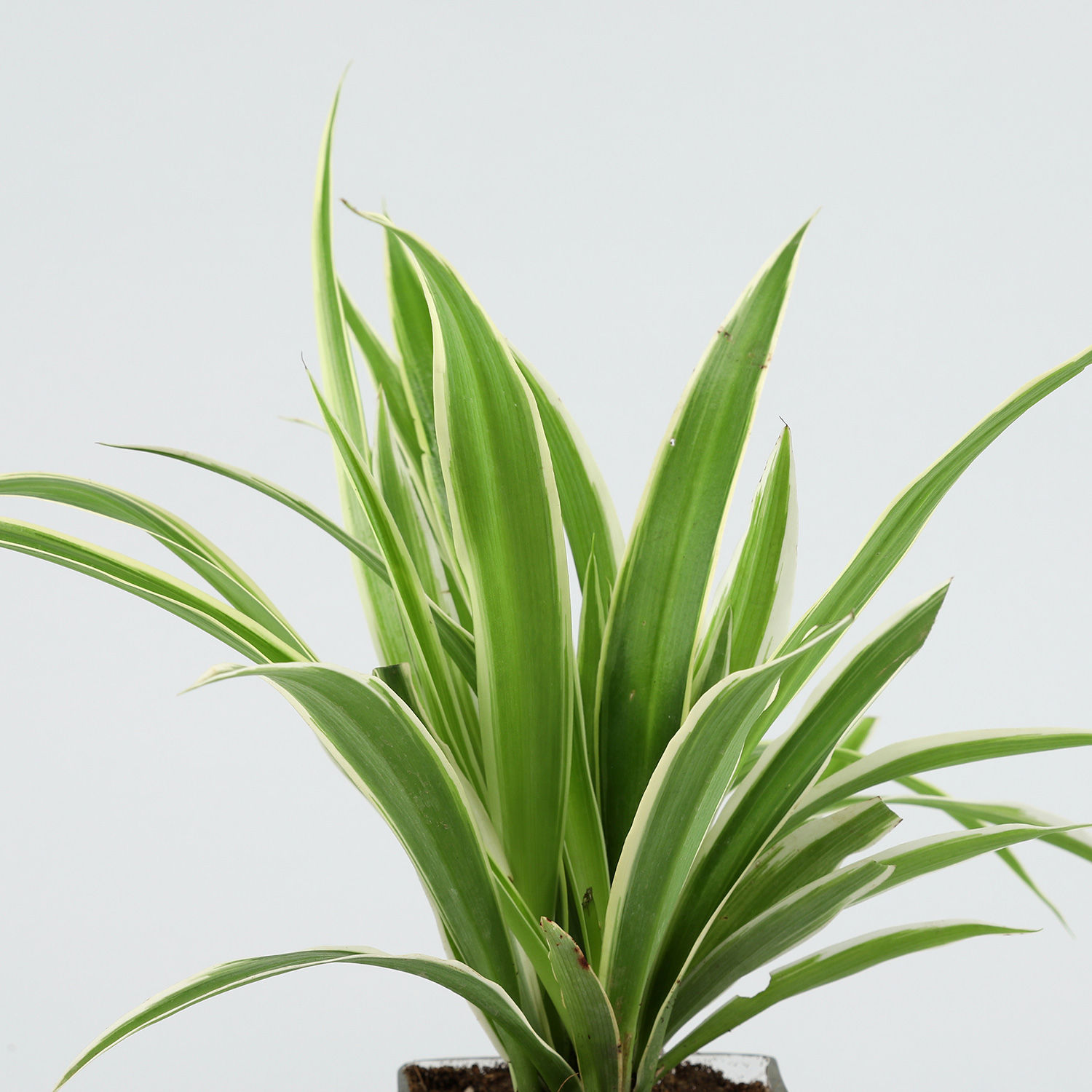 Buy/Send Green Spider Plant Online Ferns N Petals
