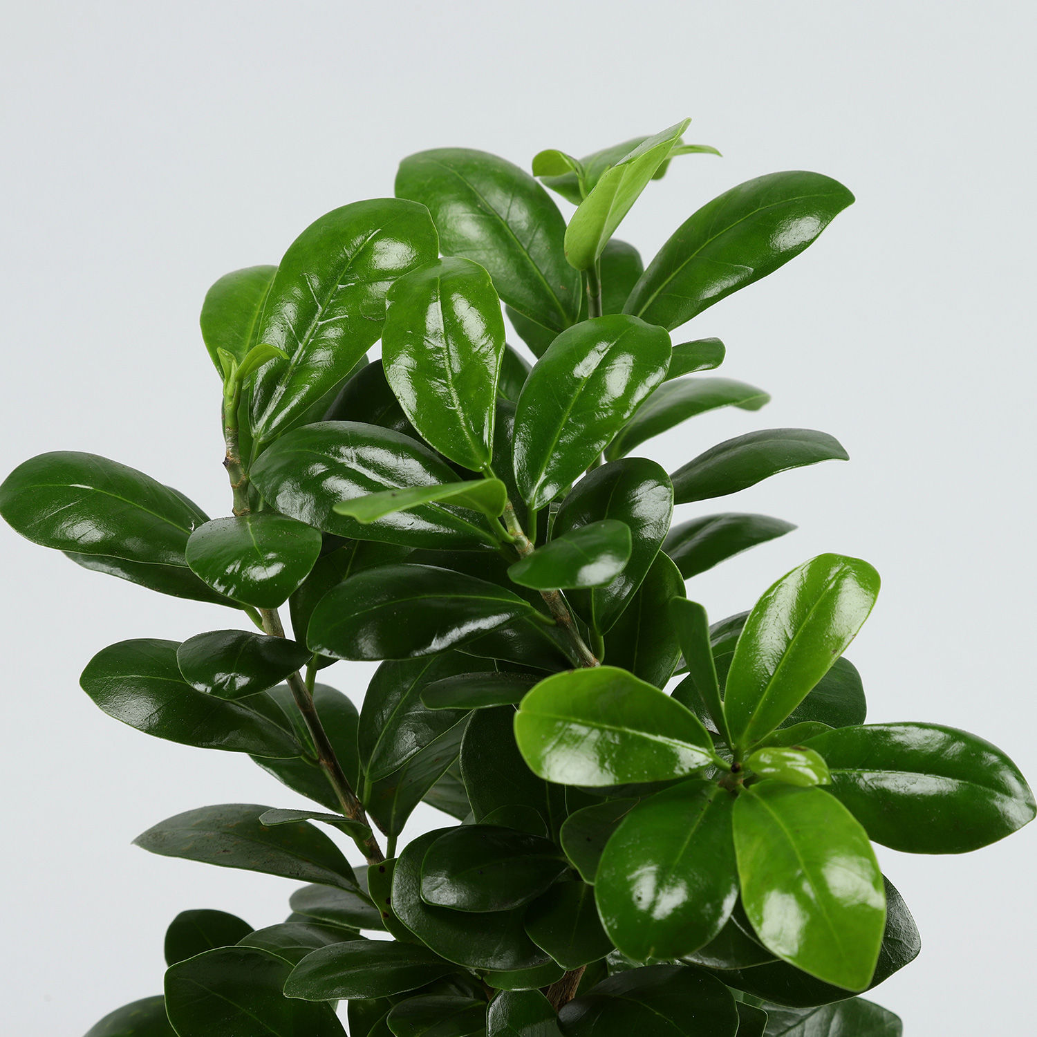 Buy/Send Supple Ficus Compacta Plant Online- Ferns N Petals