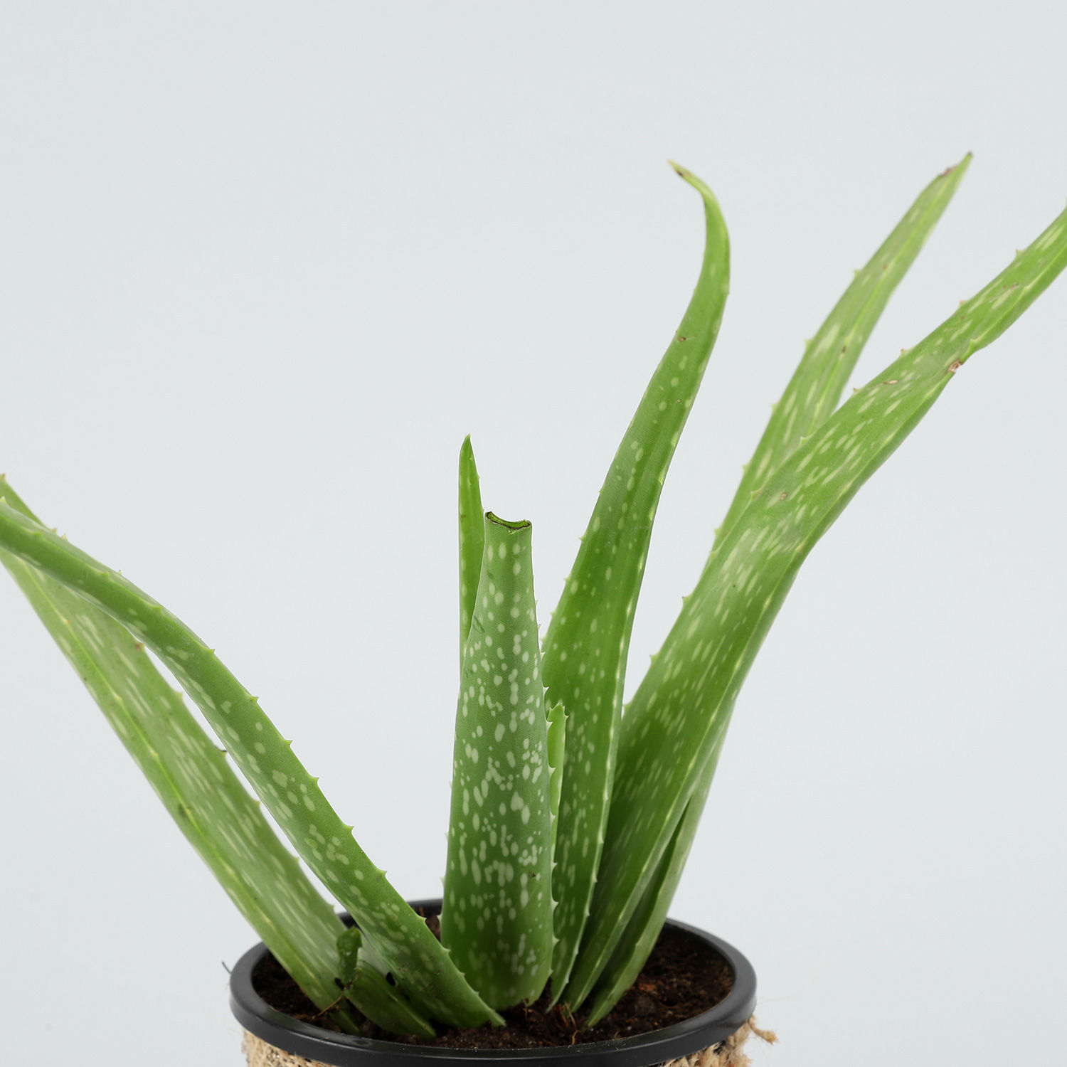 Buy Send Aloe Vera Plant & Pink Rose Bouquet Online- Ferns N Petals