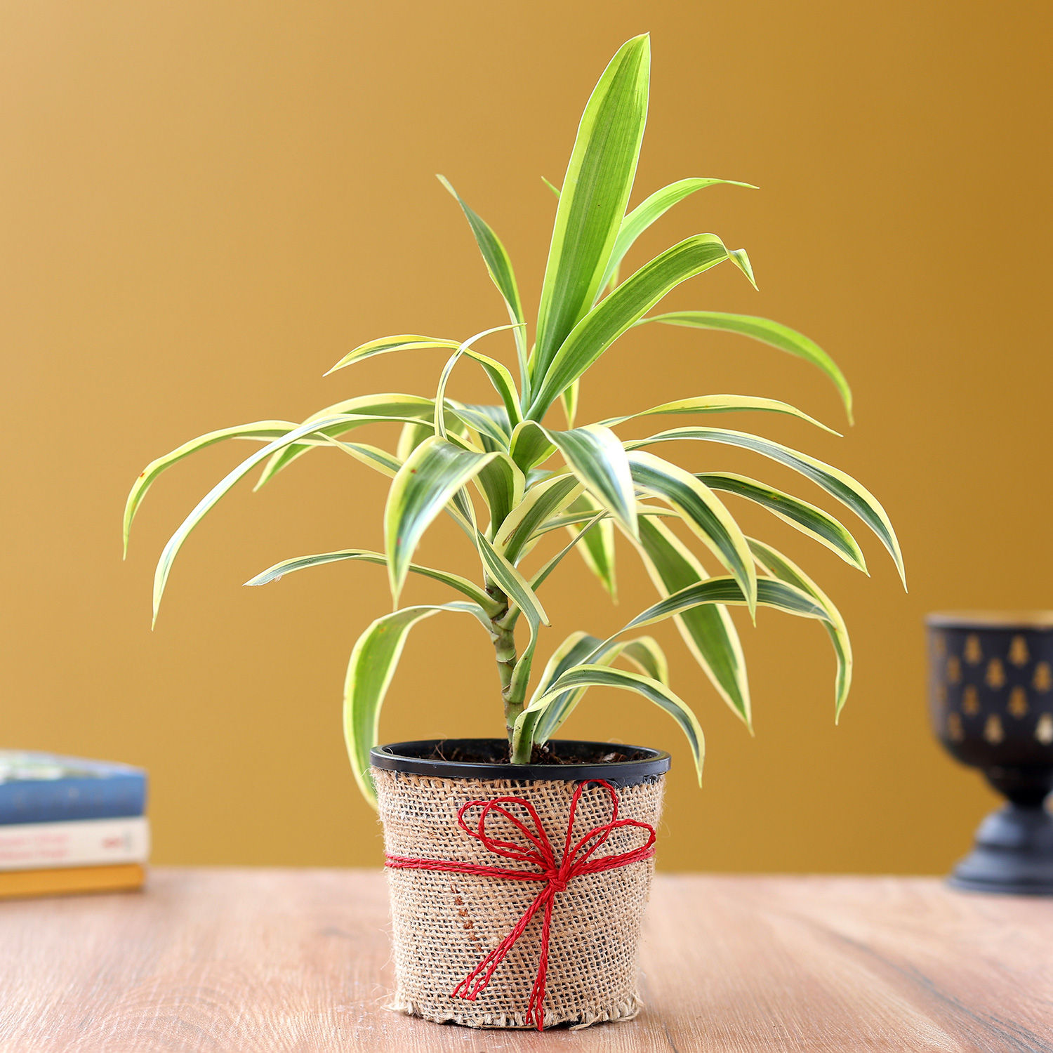 Buy/Send Song Of India Plant Online Ferns N Petals