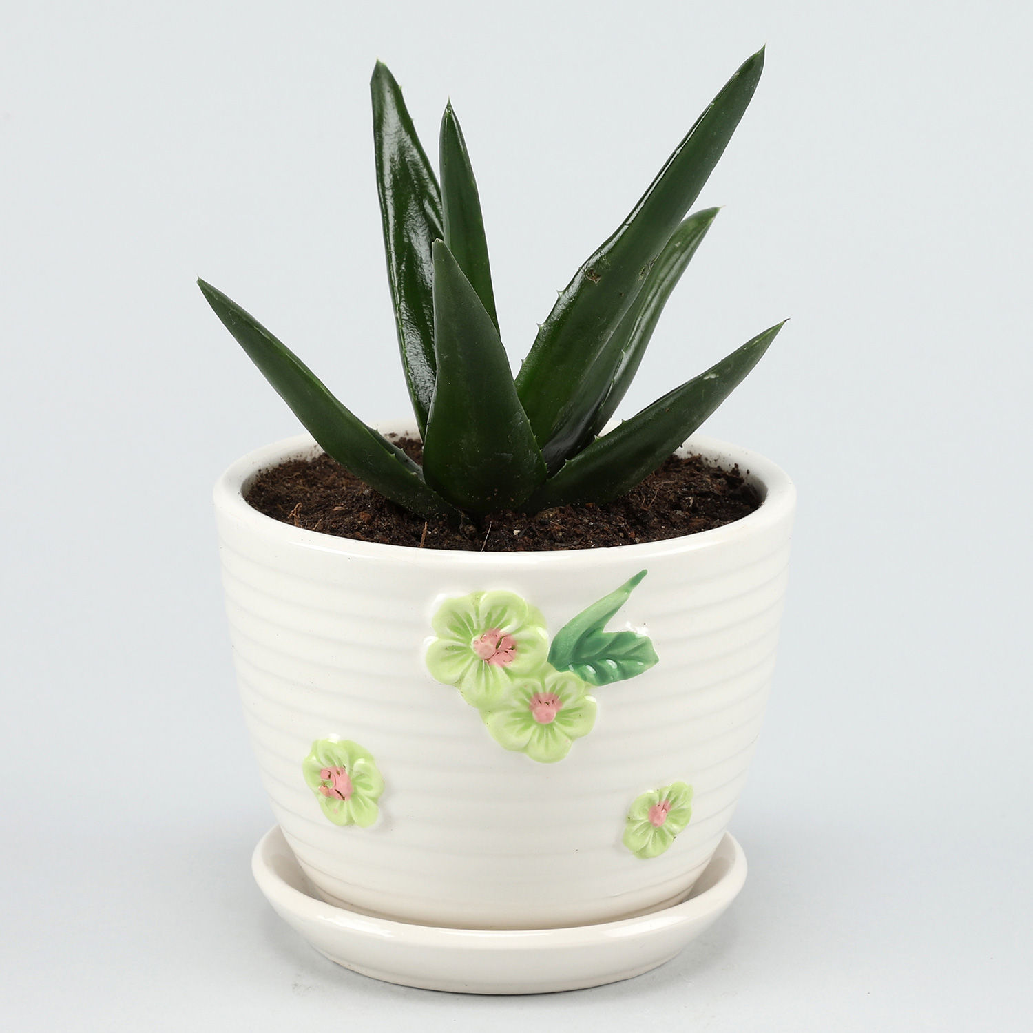 Aloe vera pot Aloe vera pot
