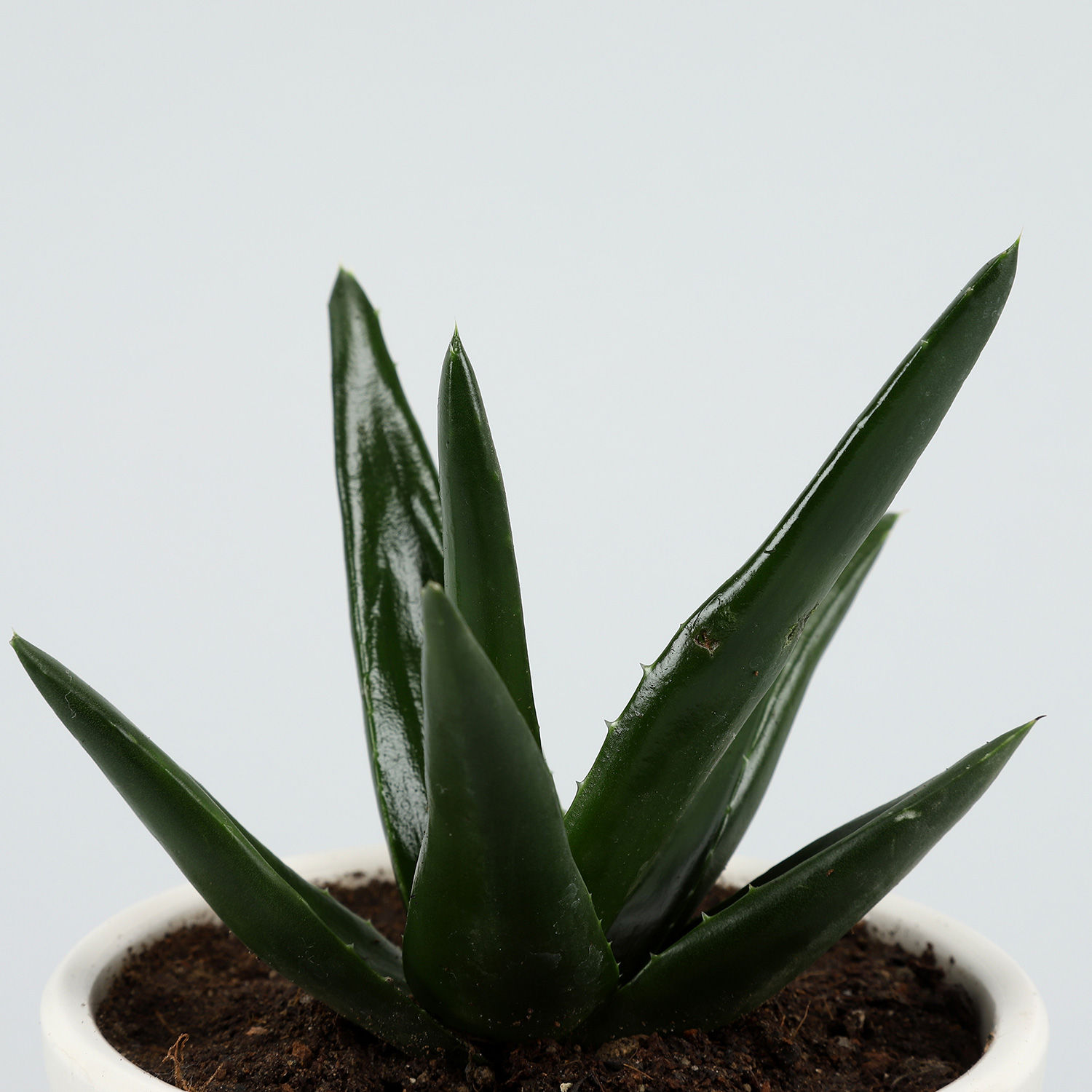 Buy/Send Mini Aloe Vera Plant In White Ceramic Pot Online- Ferns N Petals