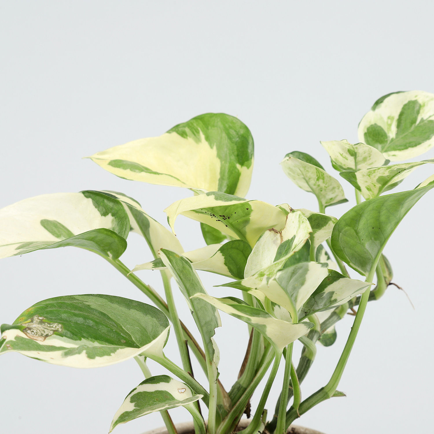 Buy/Send White Pothos Plant In Peach Oval Ceramic Vase Online- Ferns N ...