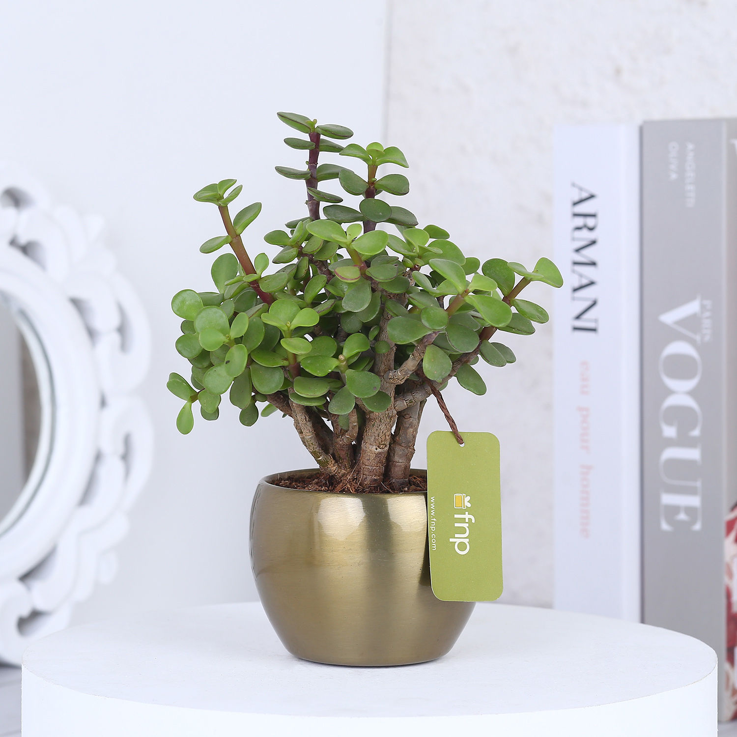 Buy/Send Jade Plant In Gold Tone Metal Pot Online Ferns N Petals