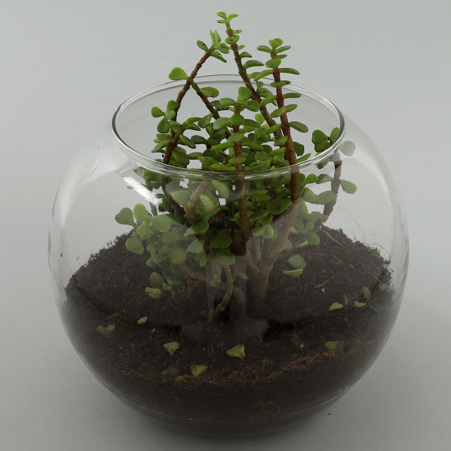 Buy/Send Personalised Jade Plant Terrarium Online Ferns N Petals
