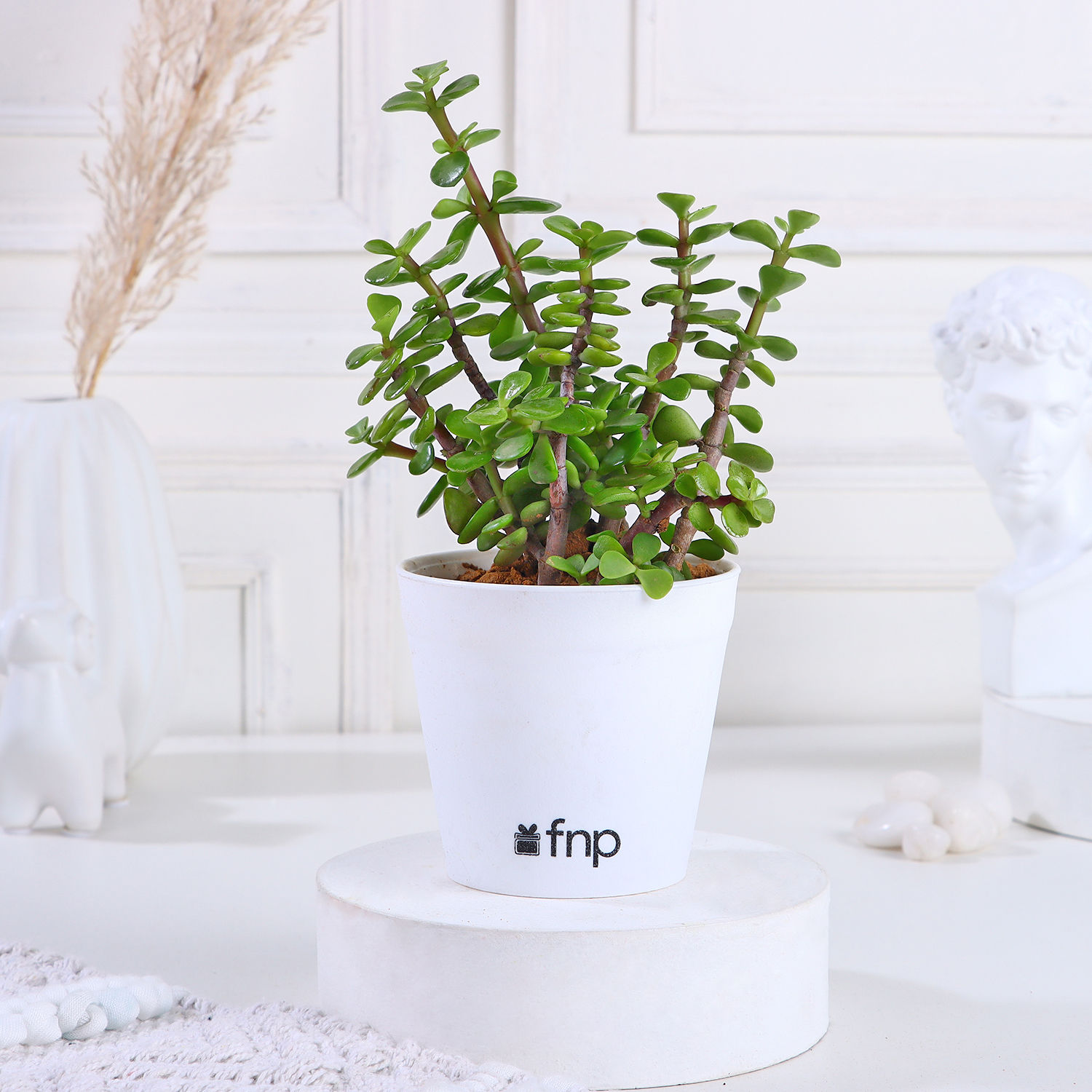 Buy/Send Beautiful Jade Plant in White Plastic Pot Online- Ferns N Petals