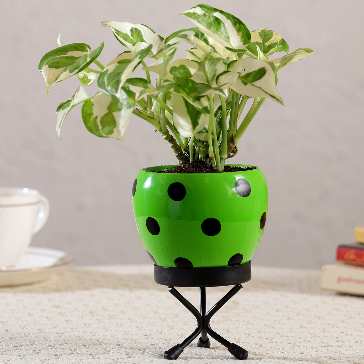 Buy/Send White Pothos Plant In Polka Dot Green Pot Online Ferns N Petals