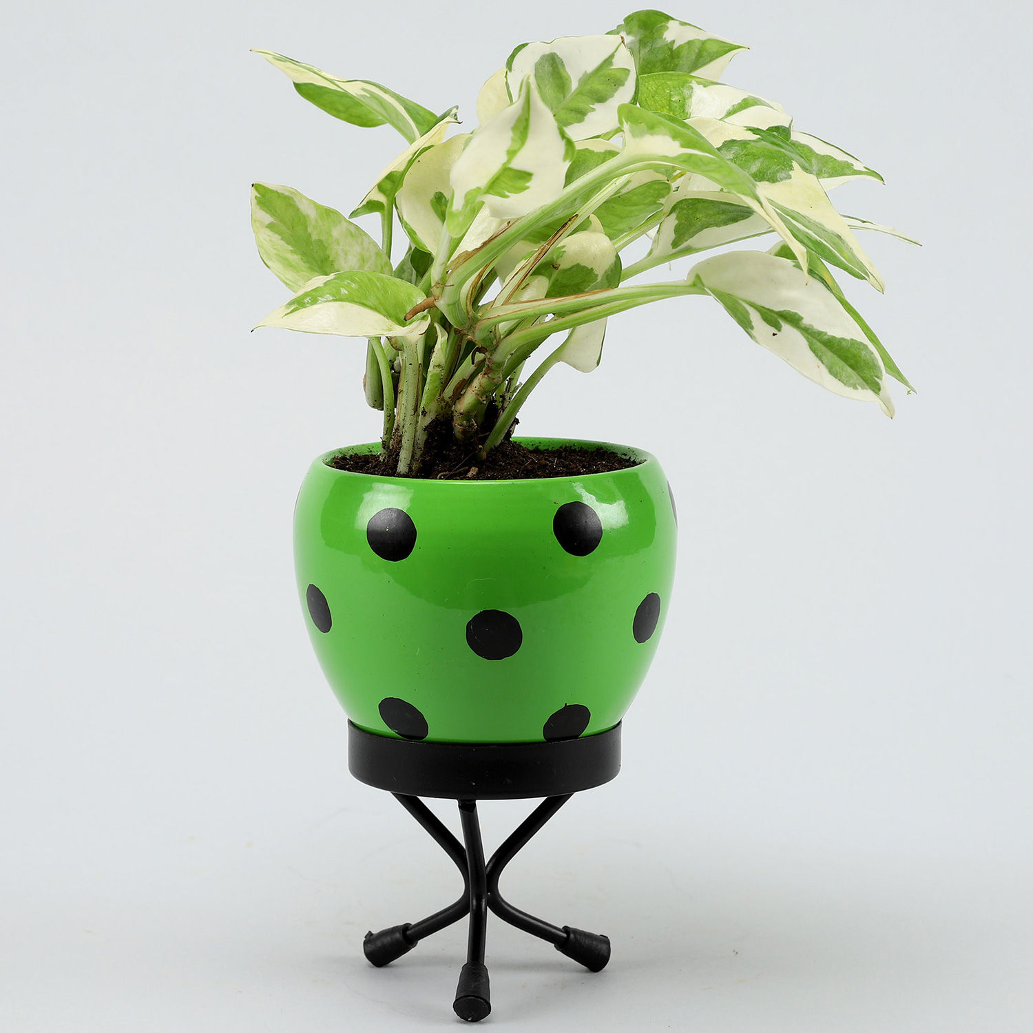 Buy/Send White Pothos Plant In Polka Dot Green Pot Online Ferns N Petals