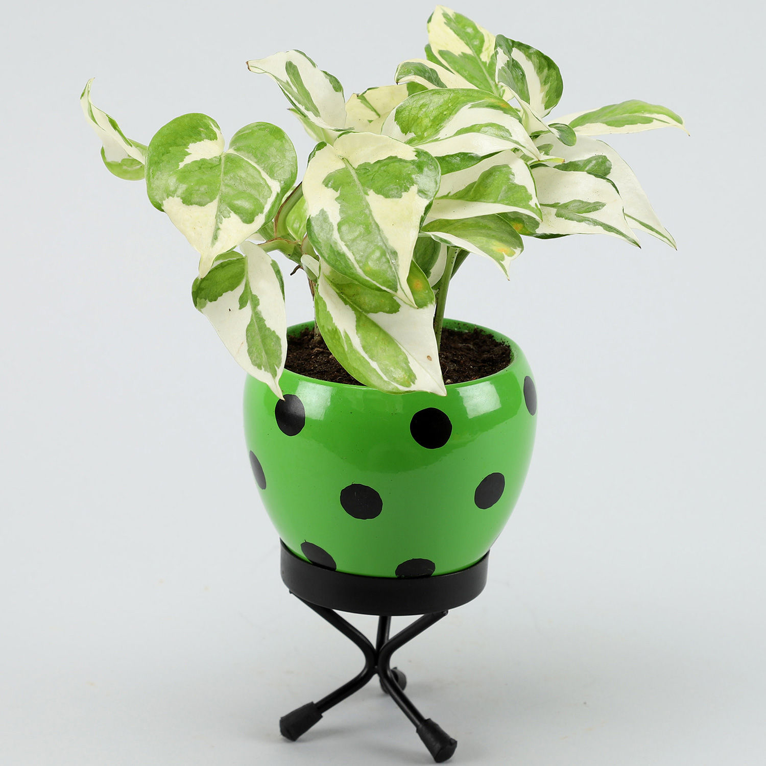 Buy/Send White Pothos Plant In Polka Dot Green Pot Online Ferns N Petals