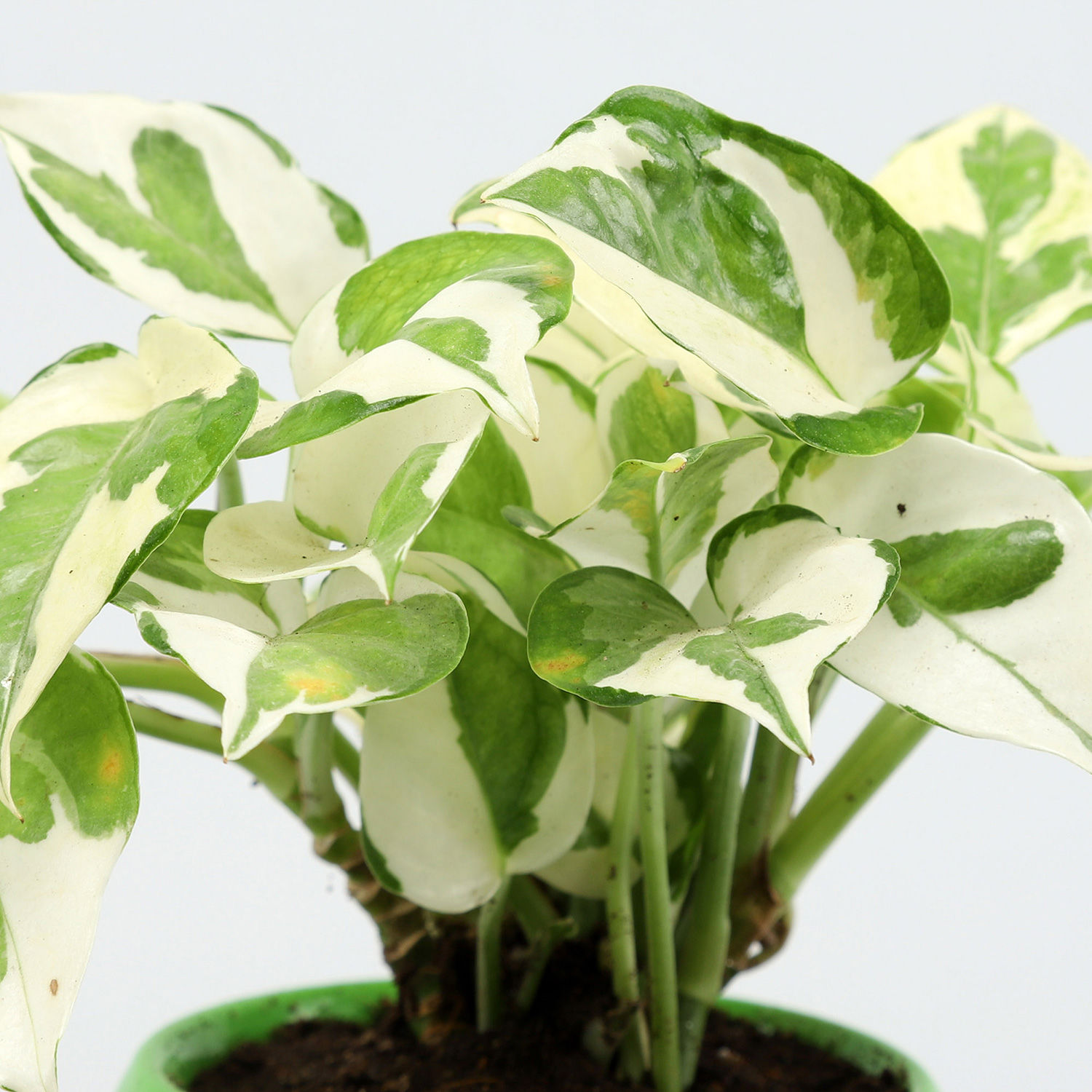 Buy/Send White Pothos Plant In Polka Dot Green Pot Online Ferns N Petals