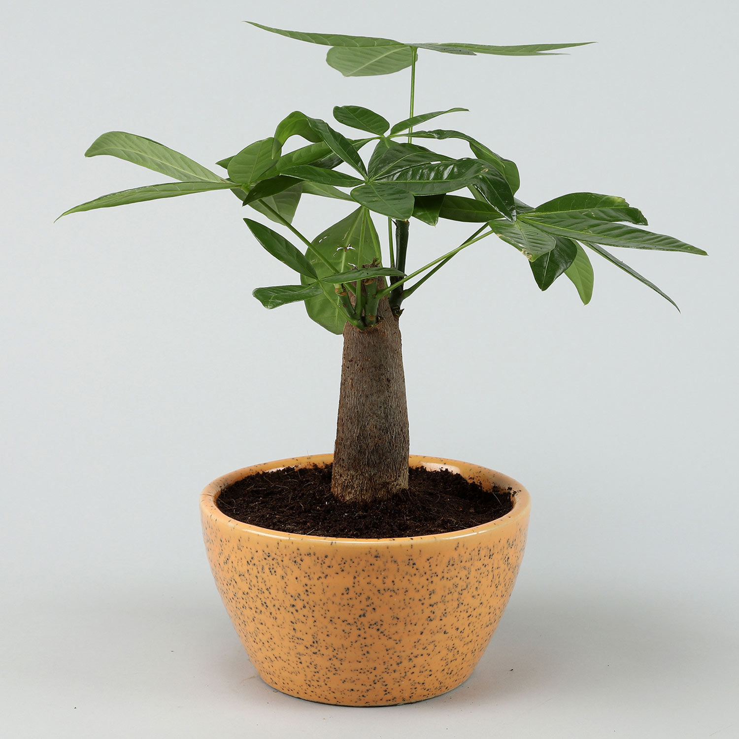 Buy/Send Pachira Bonsai In Yellow Ceramic Pot Online Ferns N Petals