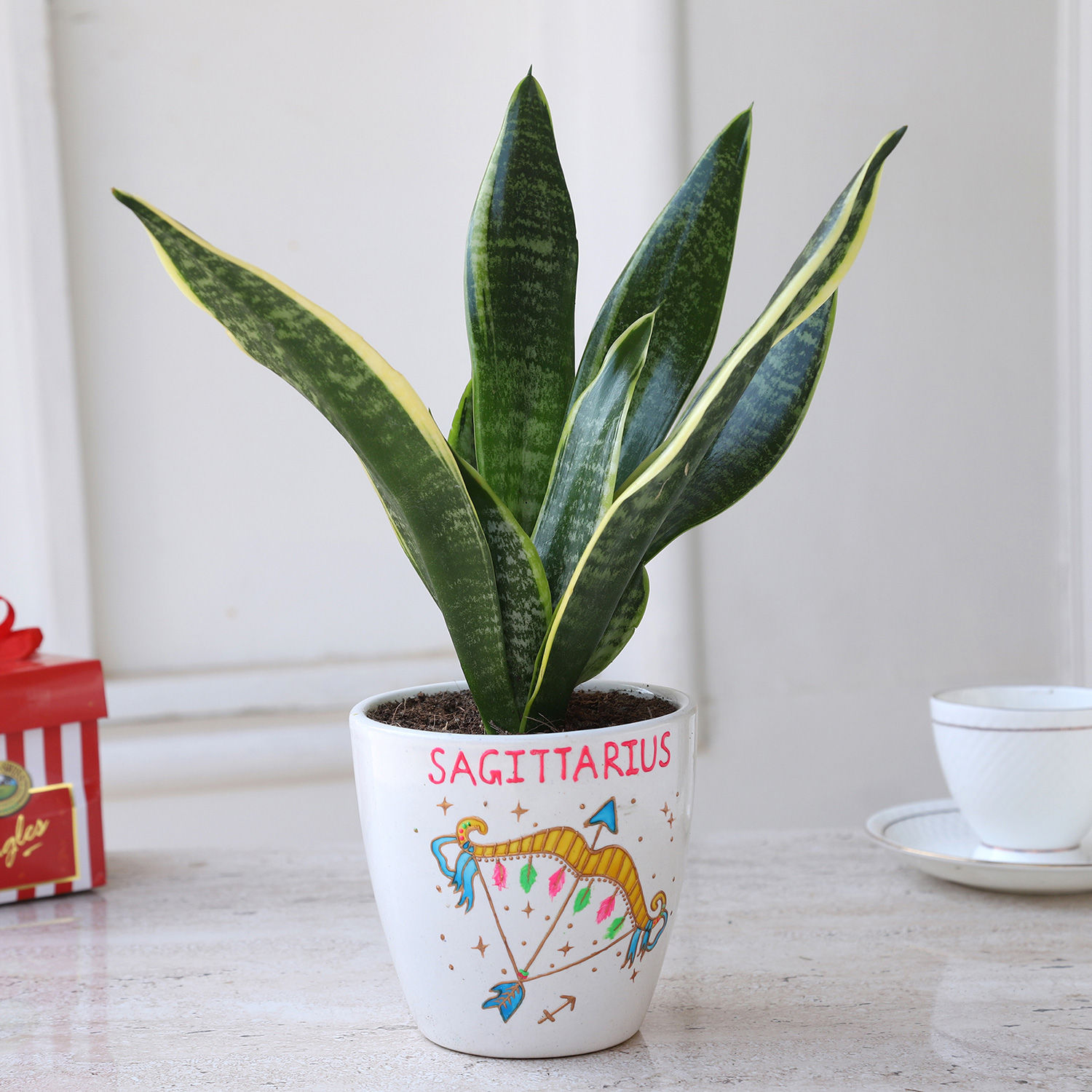 MILT Sansevieria Plant In Sagittarius Pot Gift Online
