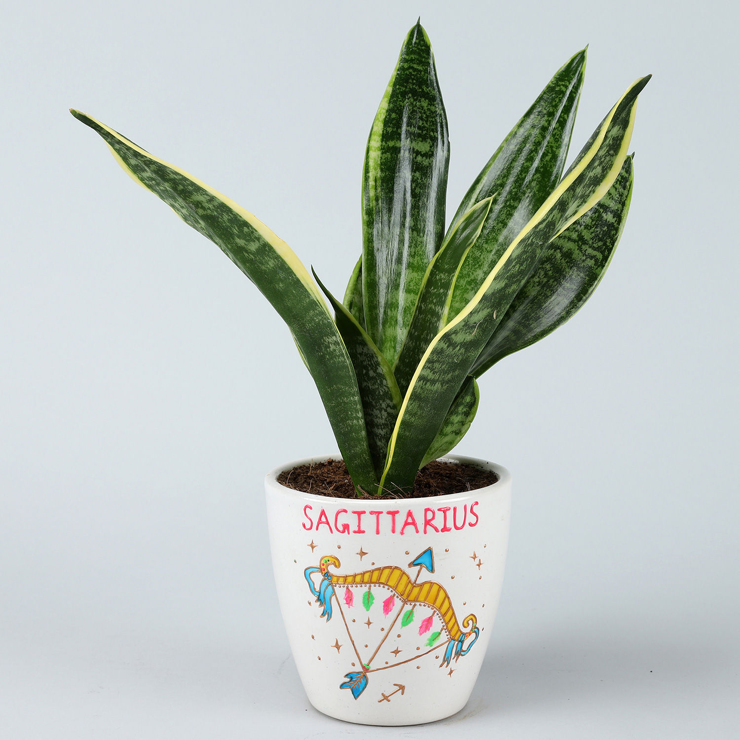 MILT Sansevieria Plant In Sagittarius Pot Gift Online