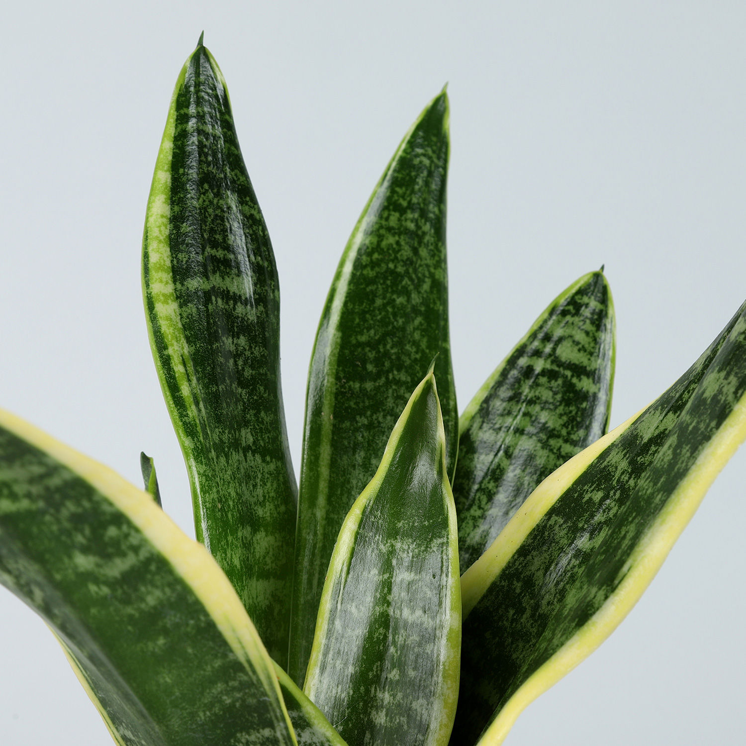 MILT Sansevieria Plant In Sagittarius Pot Gift Online