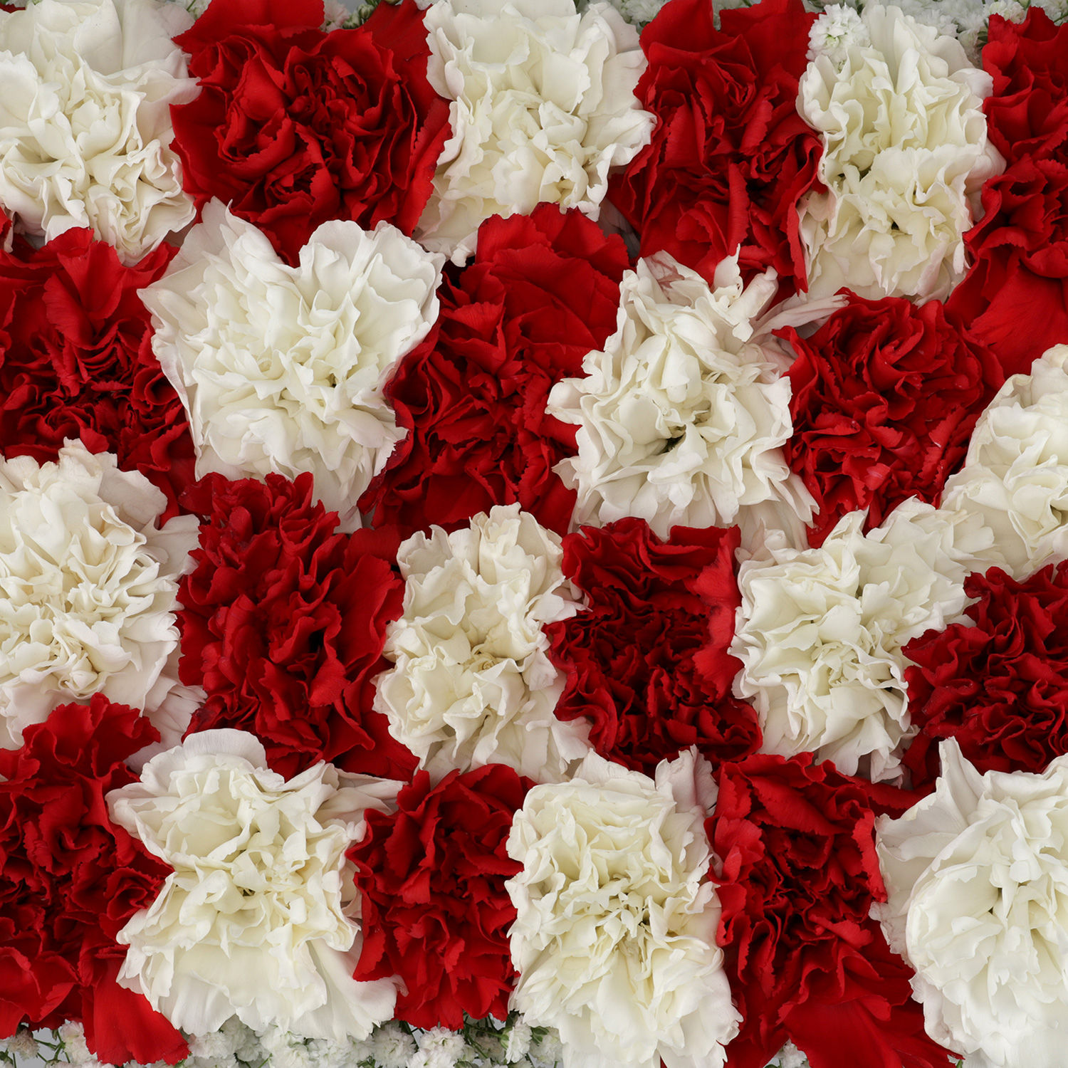 Are Carnations Safe For Kids And Pets? The Surprising Answer - d8gwvyb