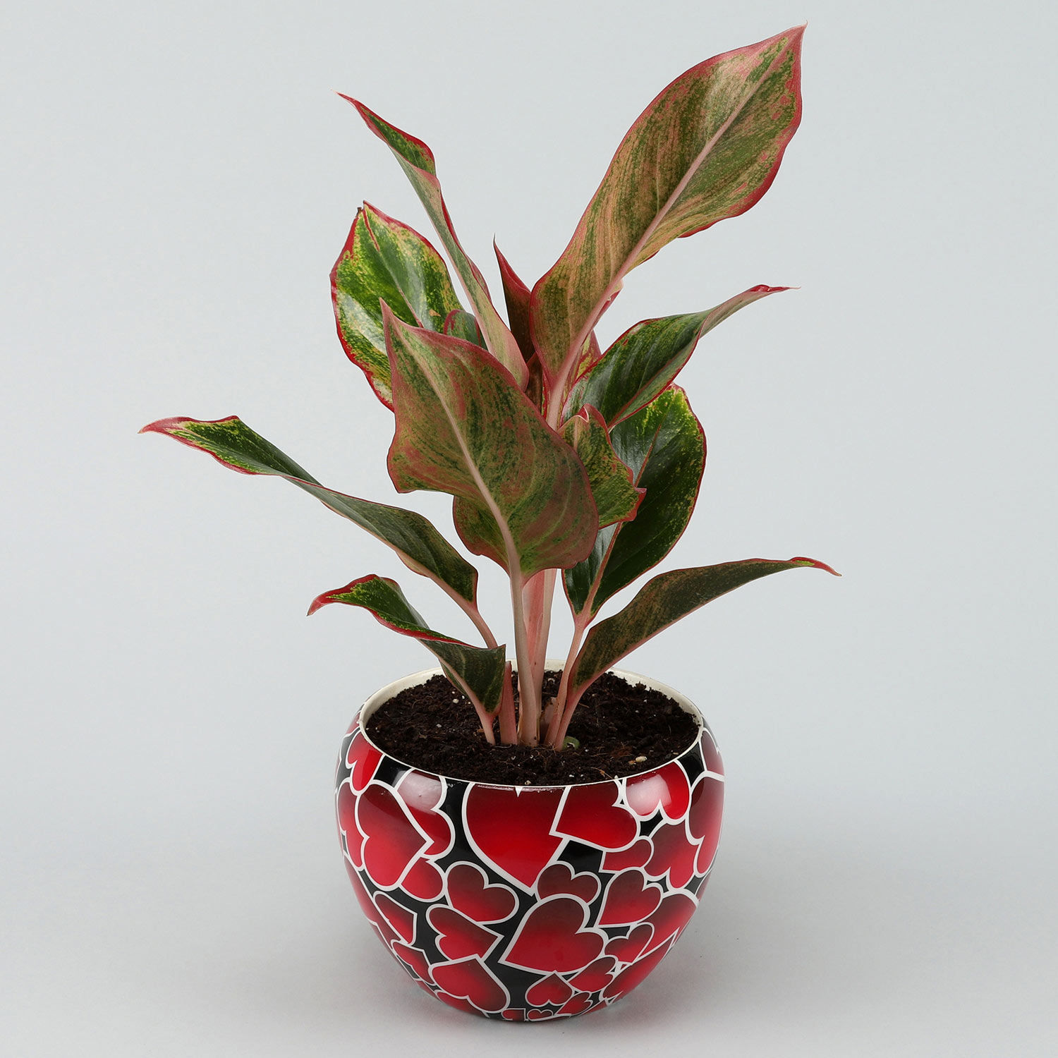 Buy Send Red  Aglaonema  Plant In Red  Heart  Pot Hand 