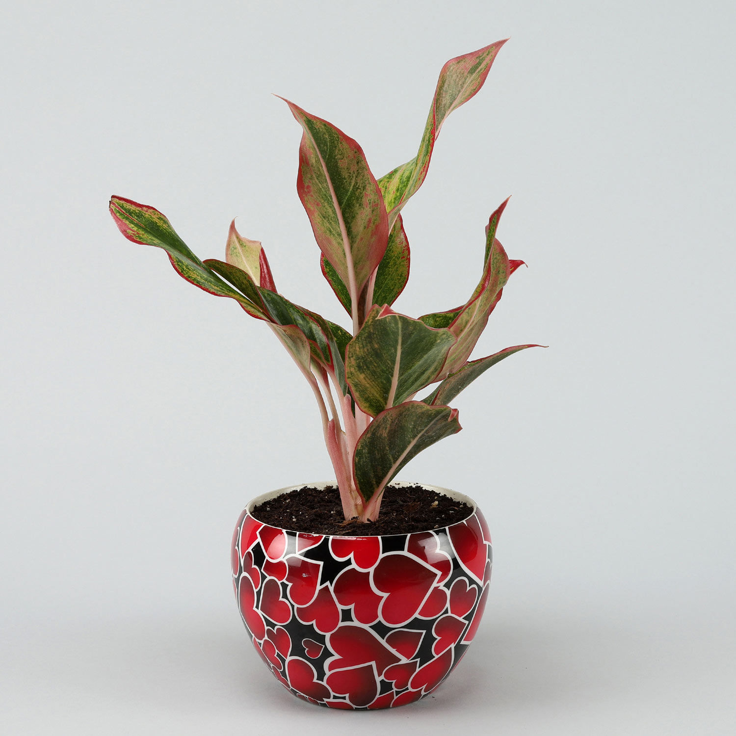 Buy Send Red  Aglaonema  Plant In Red  Heart  Pot Hand 