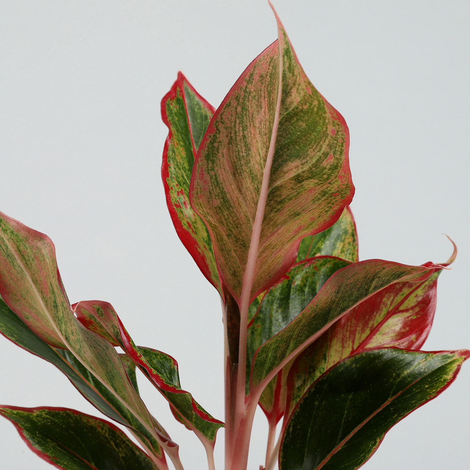 Buy Send Red  Aglaonema  Plant In Red  Heart  Pot Hand 