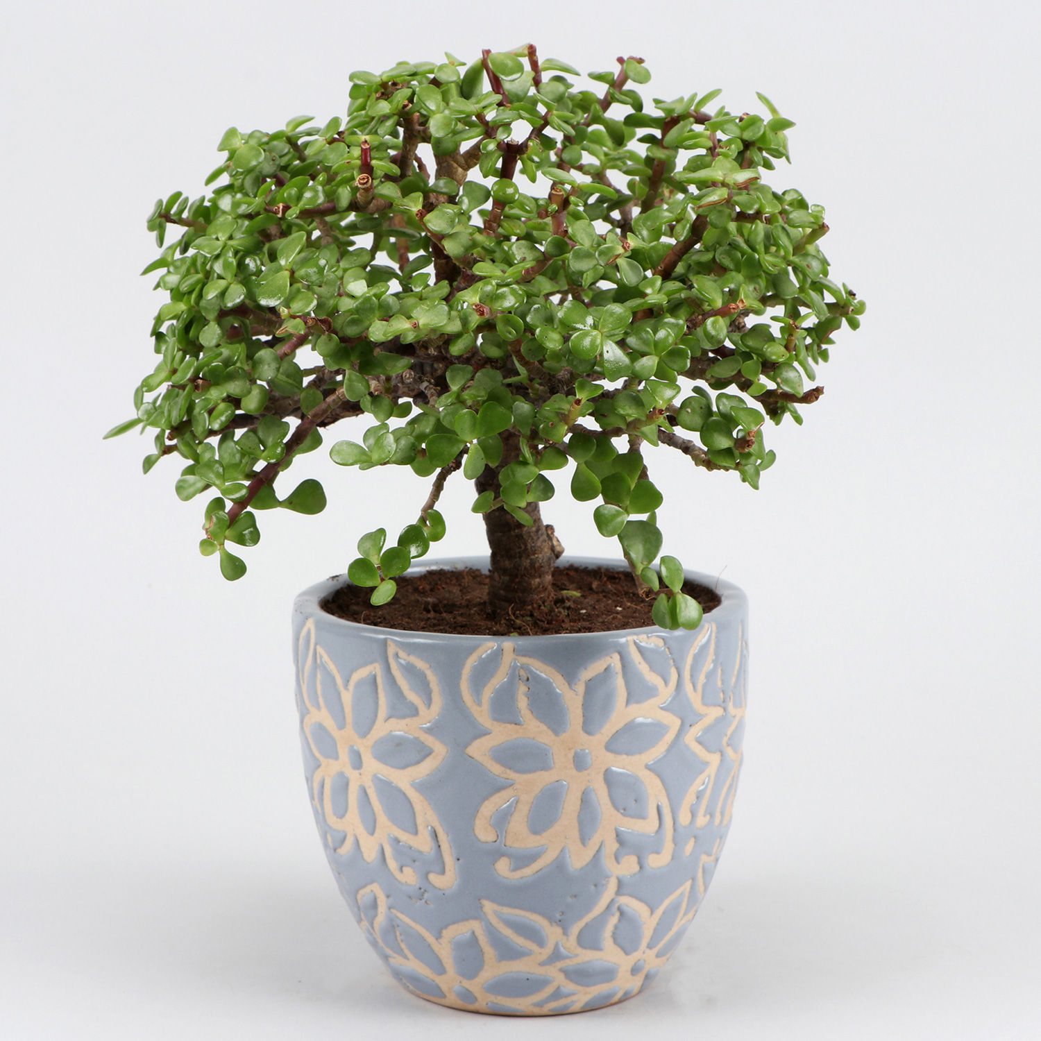 Buy/Send Jade Plant In Sky Blue Ceramic Pot Online- Ferns N Petals