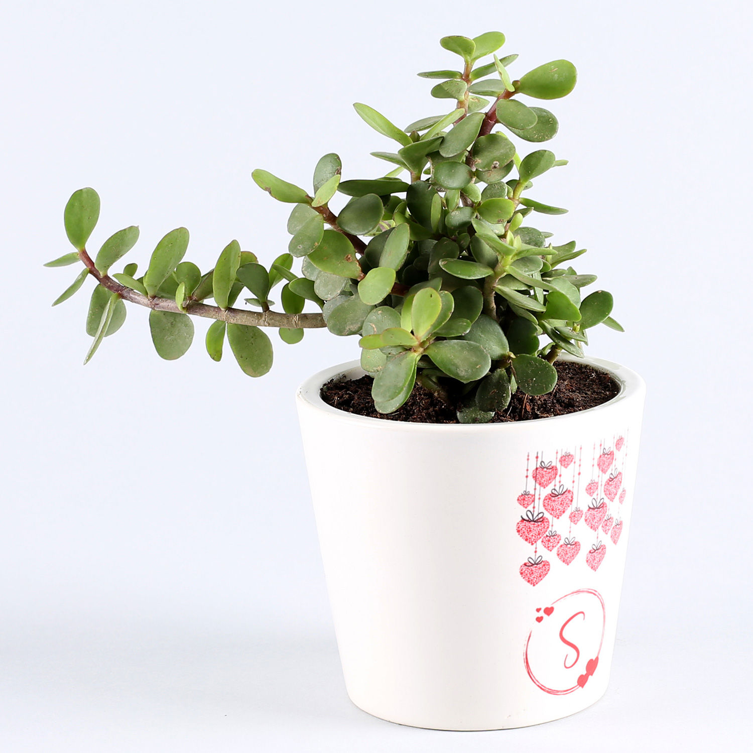 Buy/Send Jade Plant In Personalised Ceramic Vase Online- Ferns N Petals