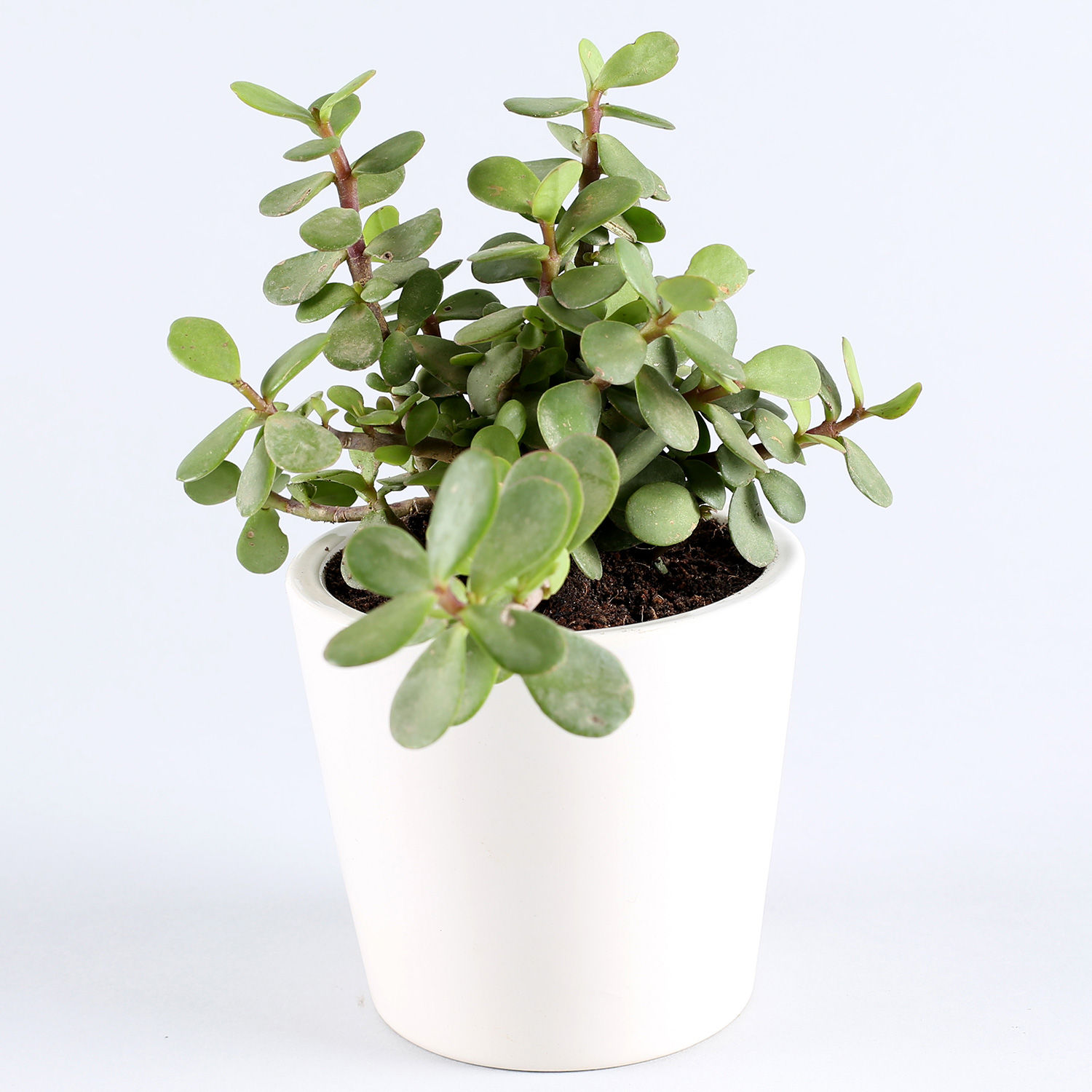 Buy/Send Jade Plant In Personalised Ceramic Vase Online Ferns N Petals