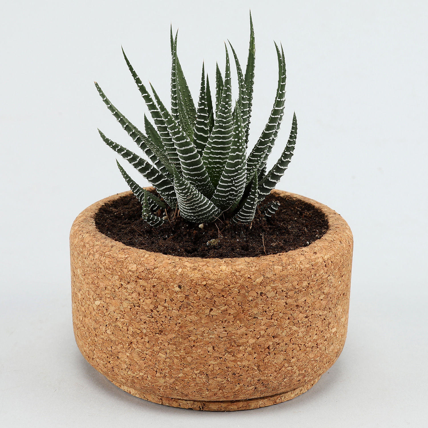 Buy/Send Howarthia Plant In Round Cork Planter Online Ferns N Petals