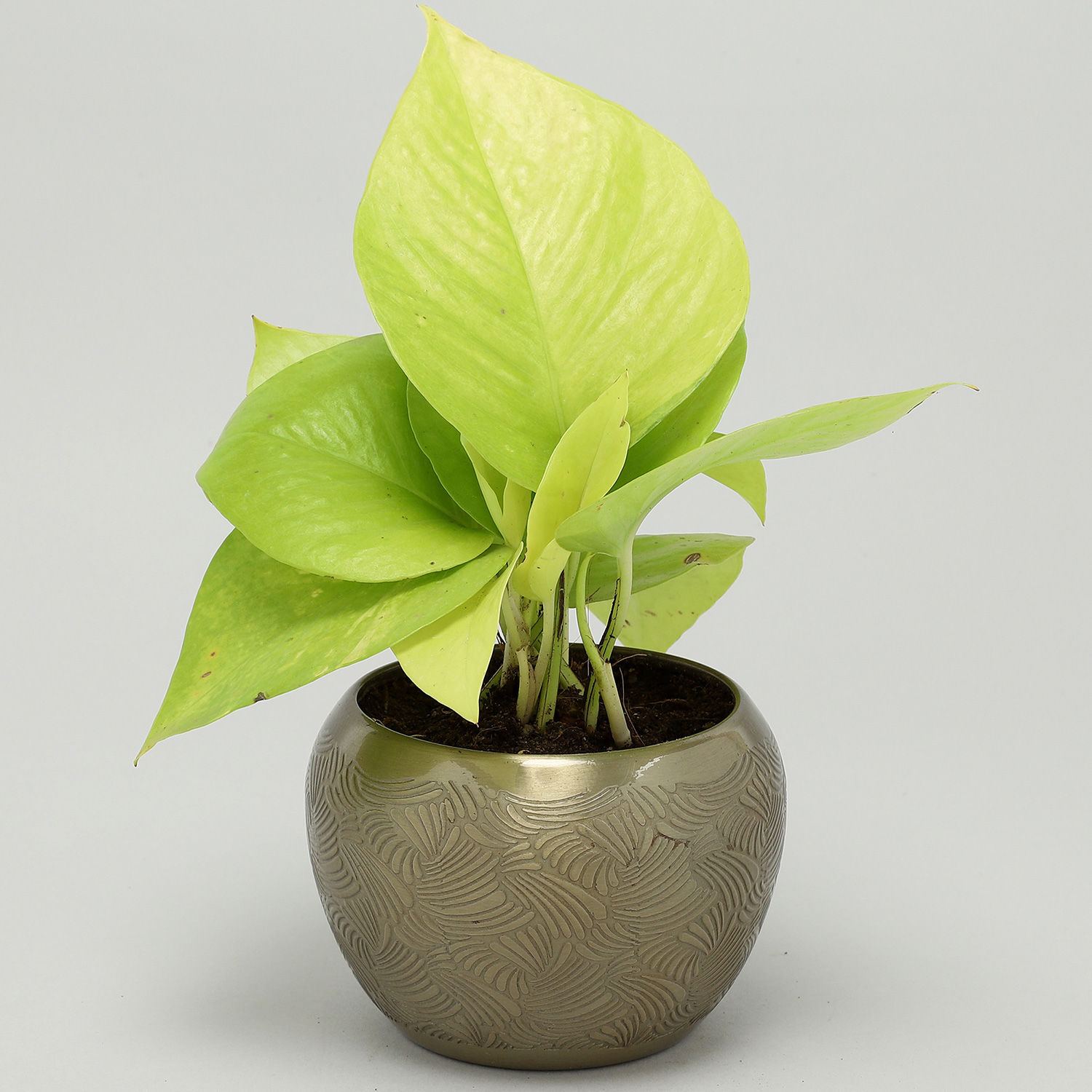 Buy/Send Golden Money Plant In Brass Pot Online Ferns N Petals