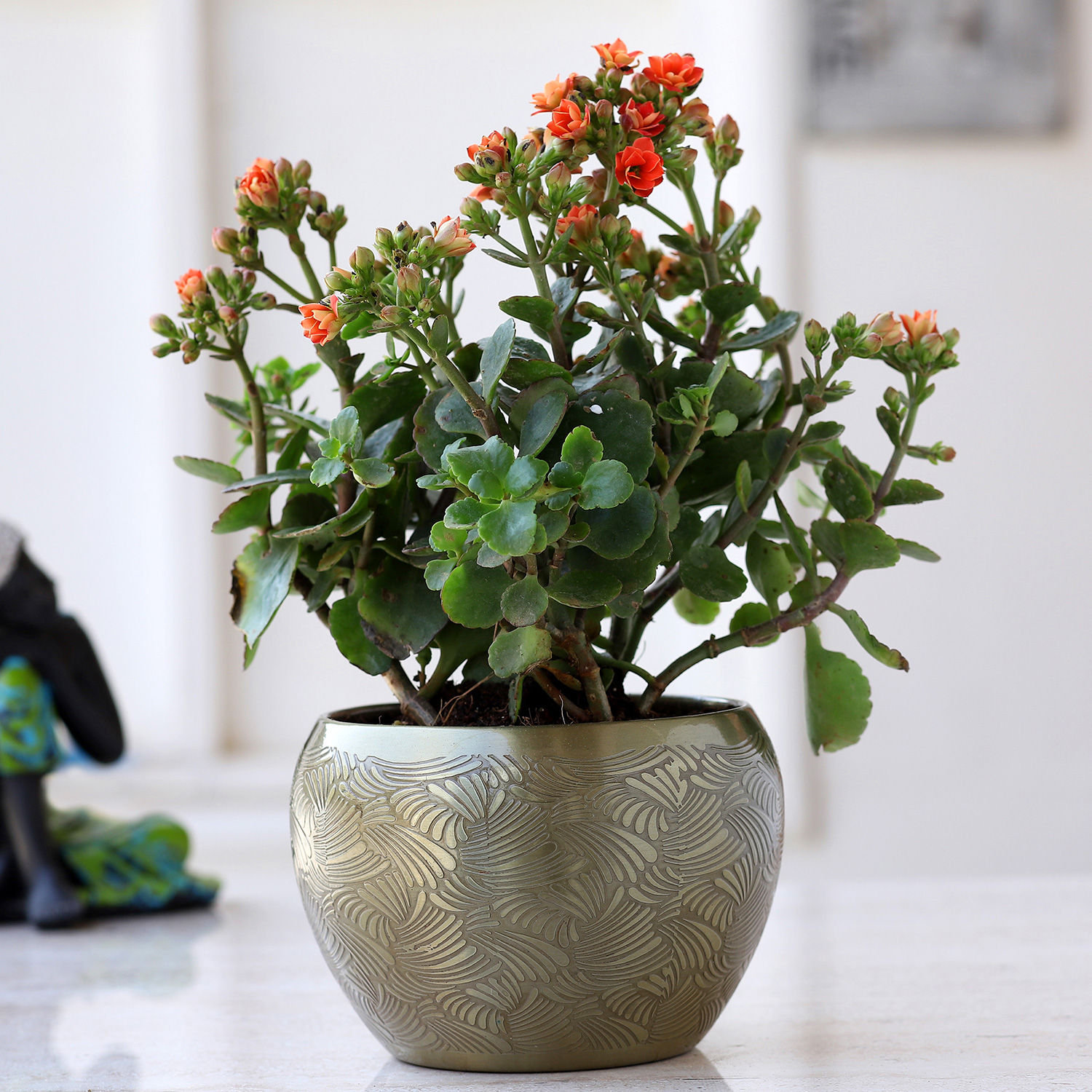 Buy/Send Orange Kalanchoe Plant In Brass Pot Online- Ferns N Petals