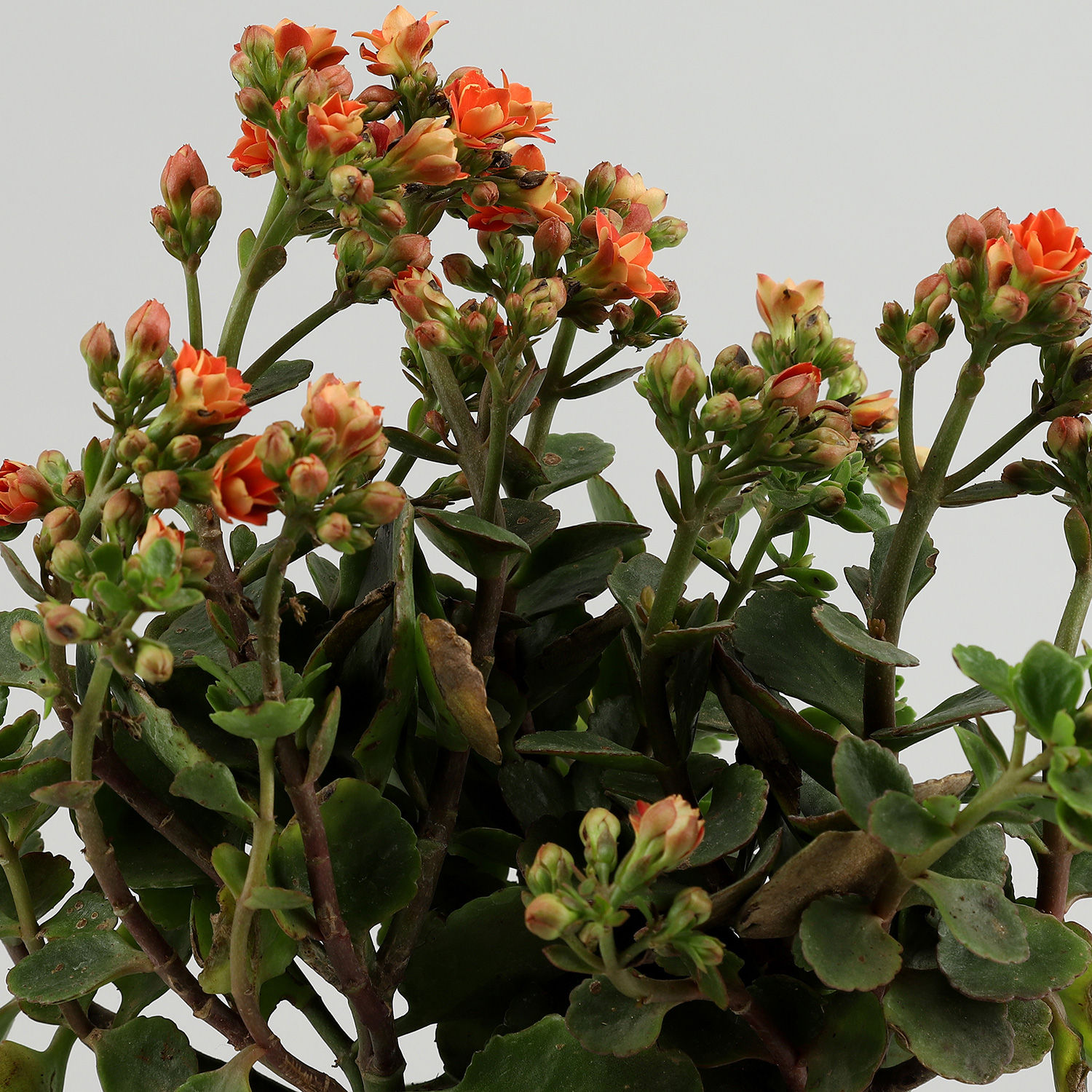 Buy/Send Orange Kalanchoe Plant In Brass Pot Online Ferns