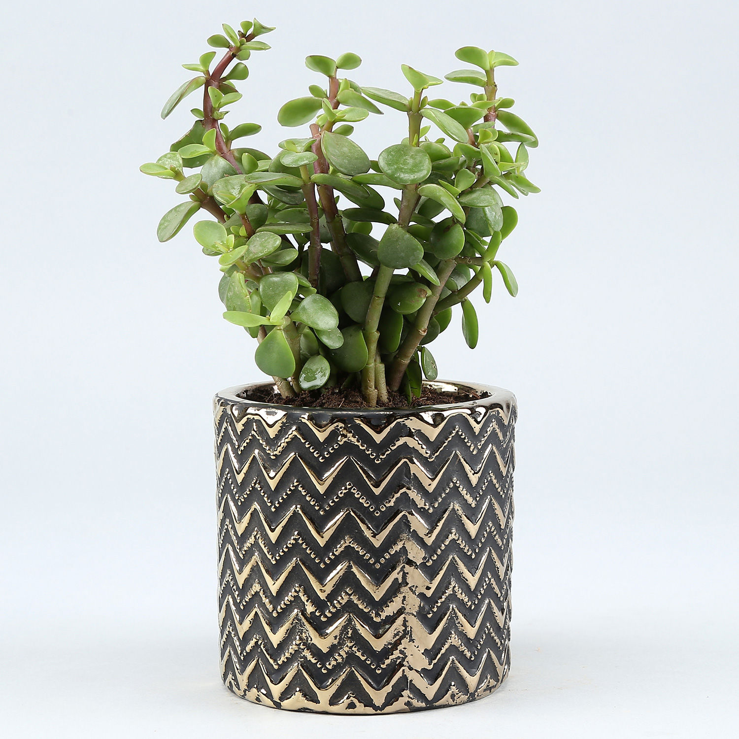 zigzag plant price