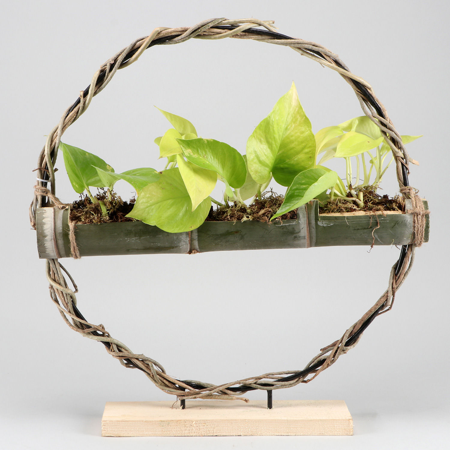 Buy/Send Money Plant In Bamboo Planter &amp; Iron Stand Online