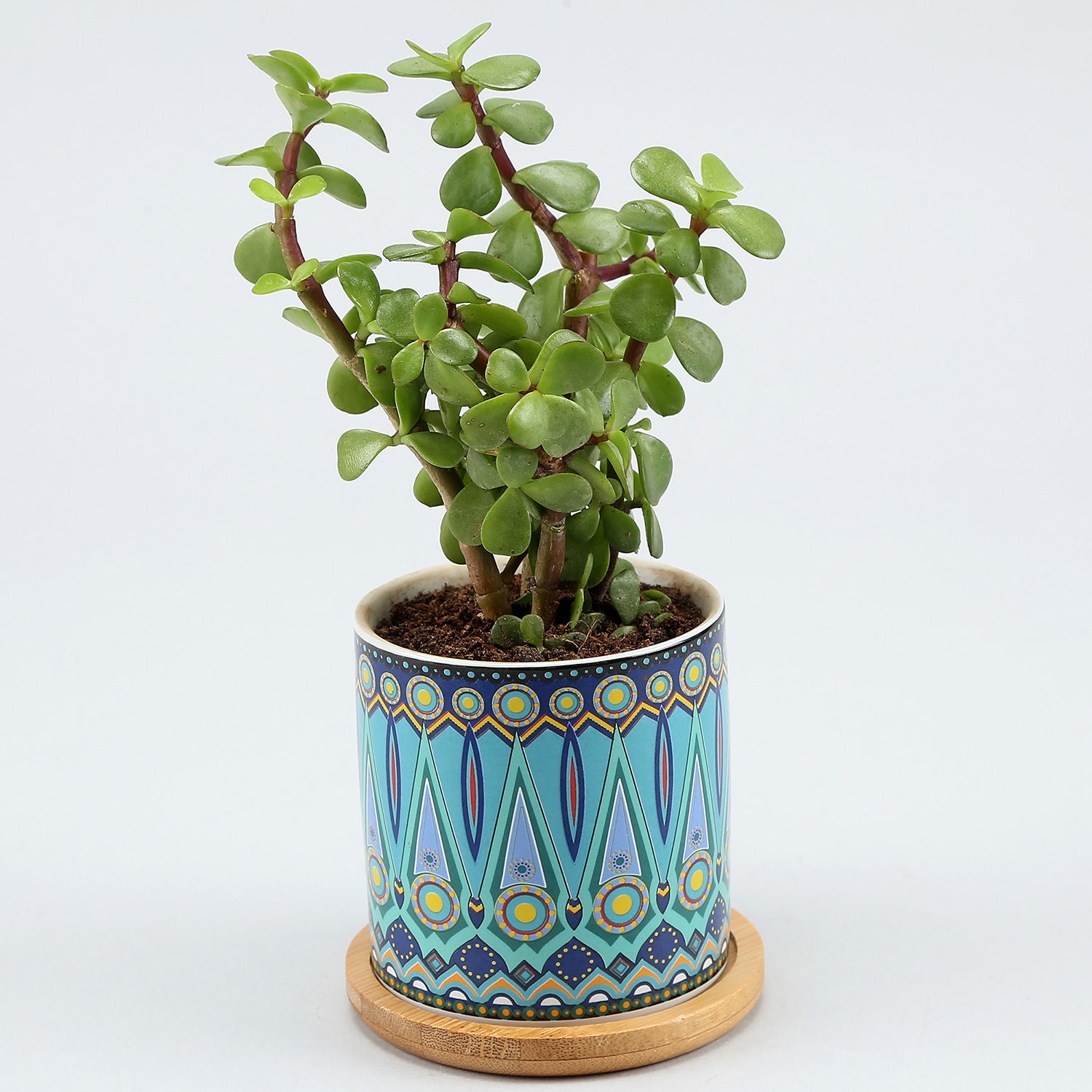 Buy/Send Jade Plant In Green Rangoli Pot With Wooden Plate Online