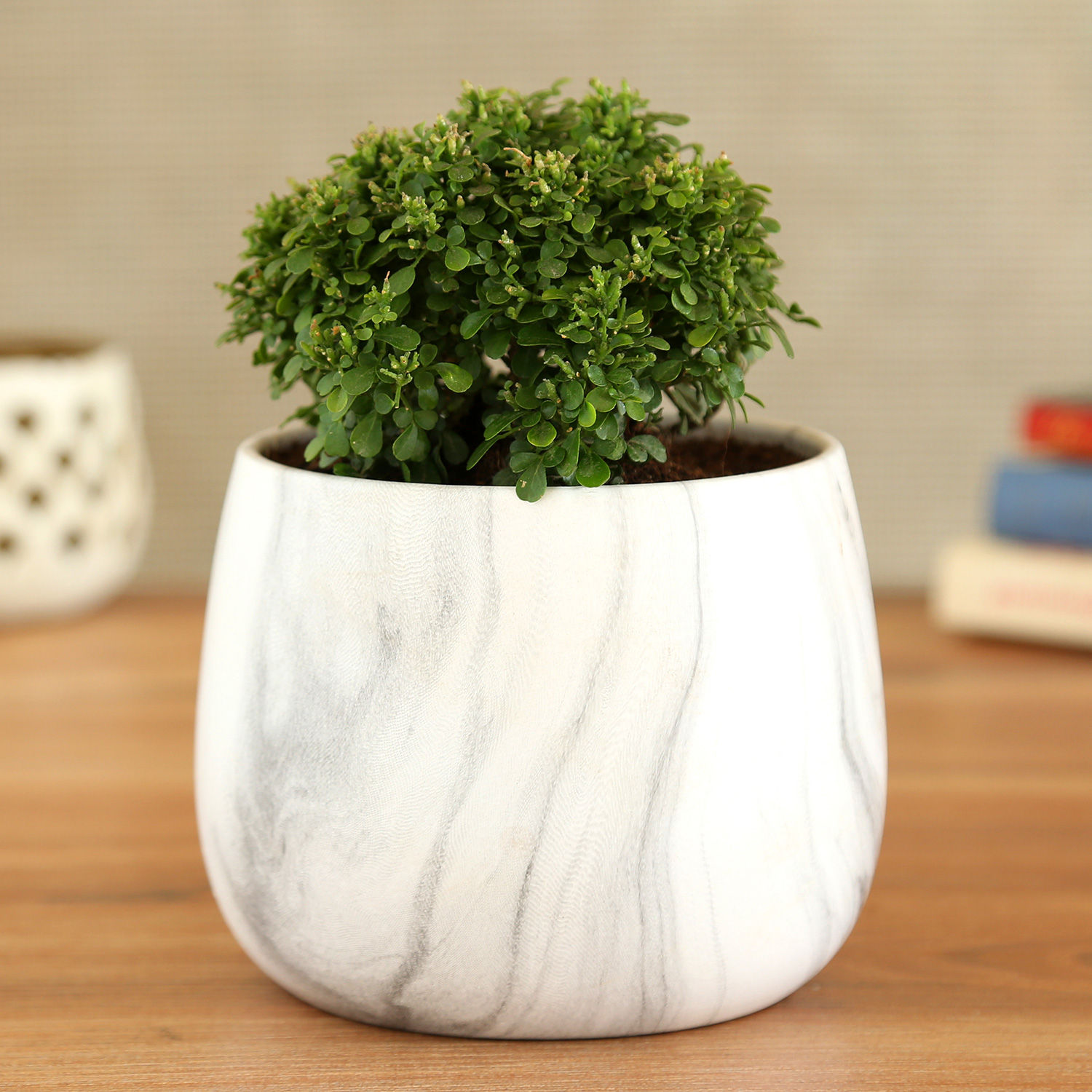 Buy/Send Table Kamini Plant In White & Black Marble Pot Online Ferns N Petals