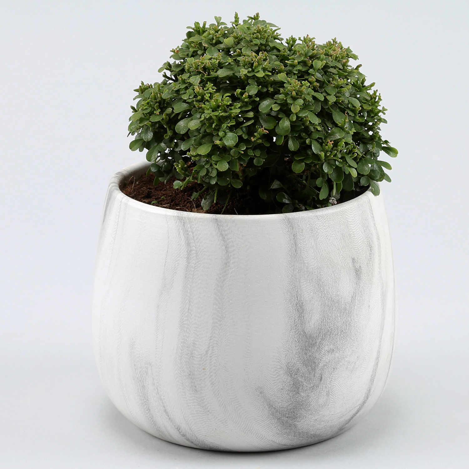 Buy/Send Table Kamini Plant In White & Black Marble Pot Online Ferns N Petals