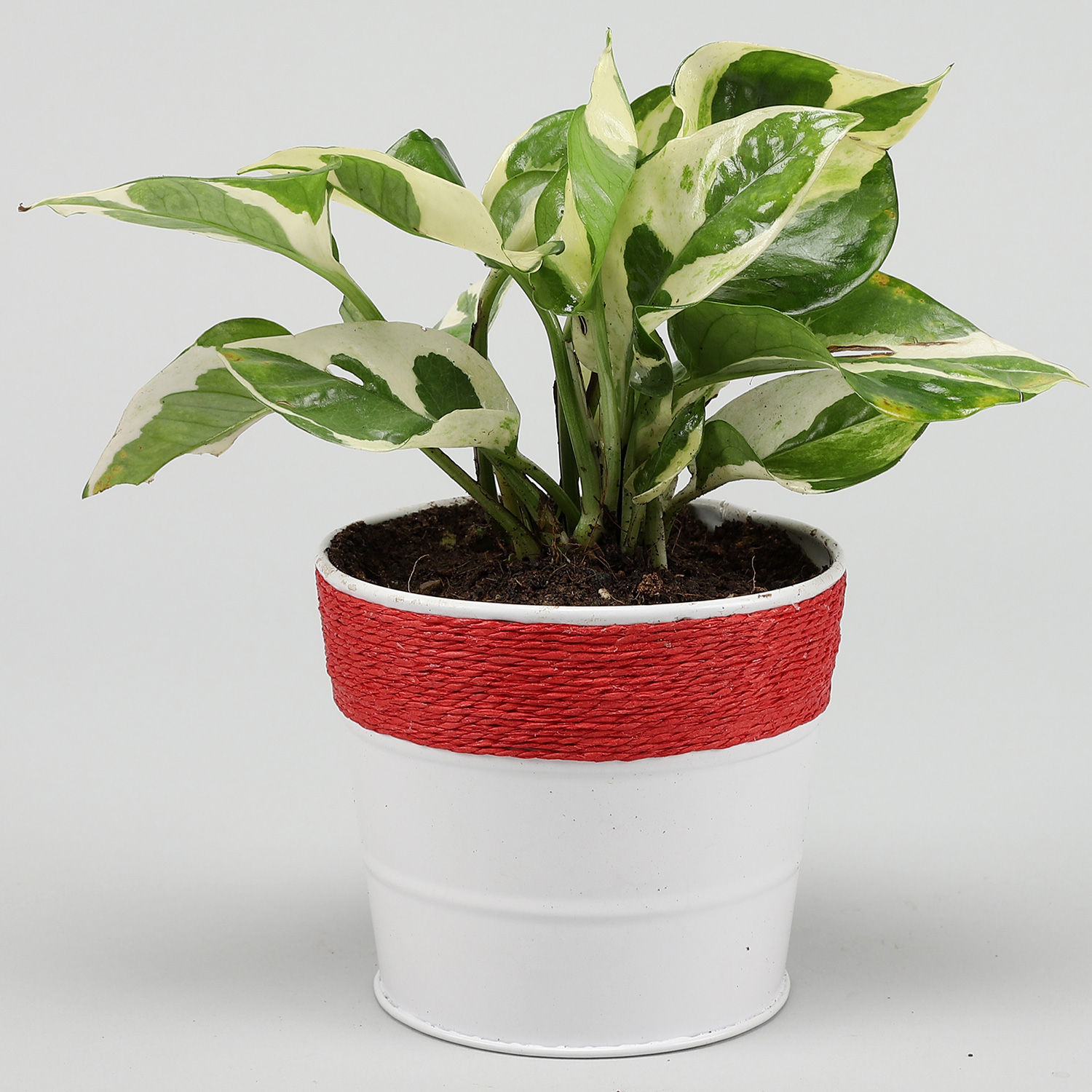 Buy/Send White Pothos Plant In Powder Coated Dark Pink Pot Online ...