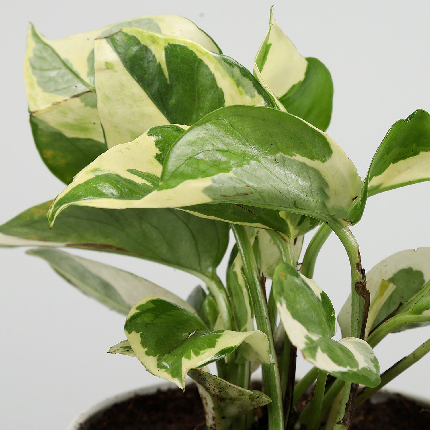 Buy/Send White Pothos Plant In Powder Coated Dark Pink Pot Online ...