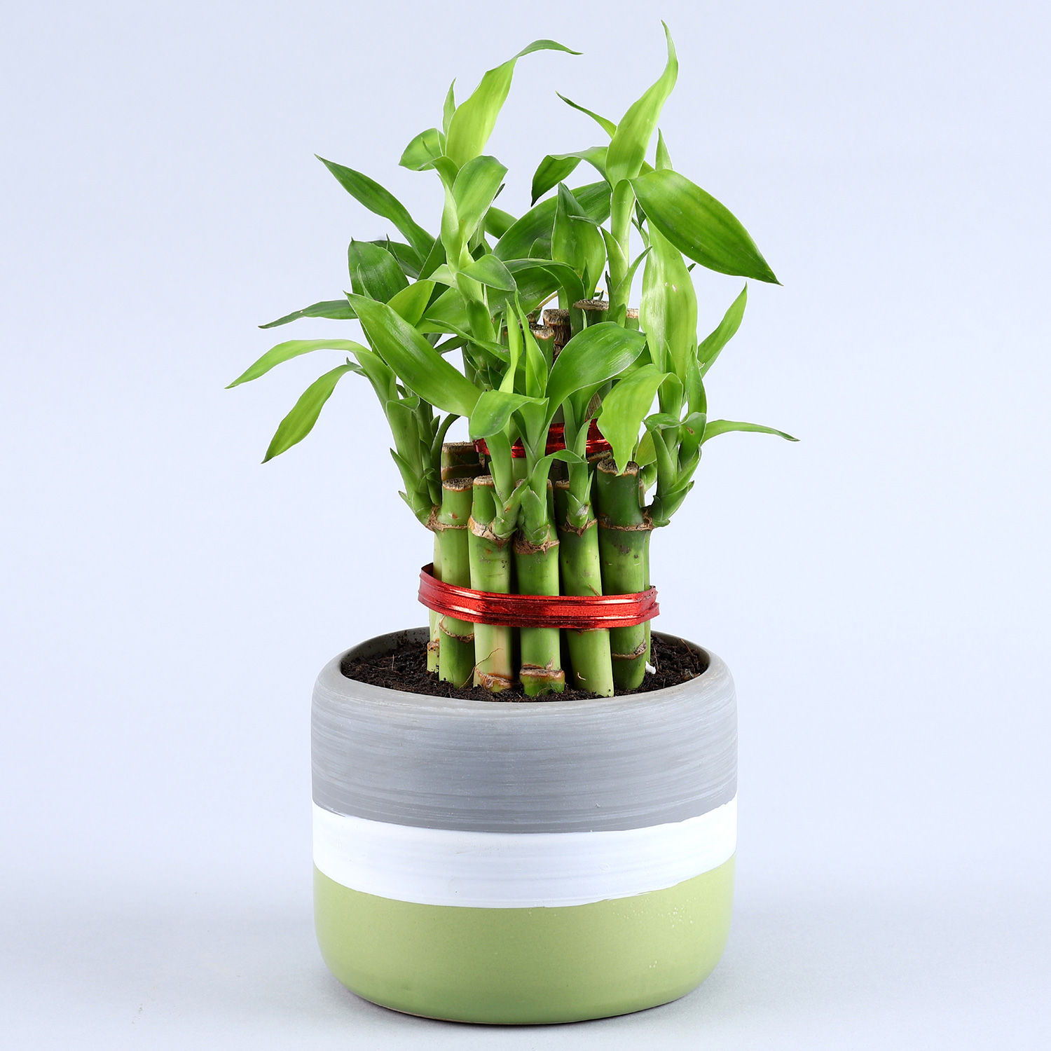 Buy/Send 2 Layer Bamboo Plant In Grey Green Ceramic Pot Online Ferns N