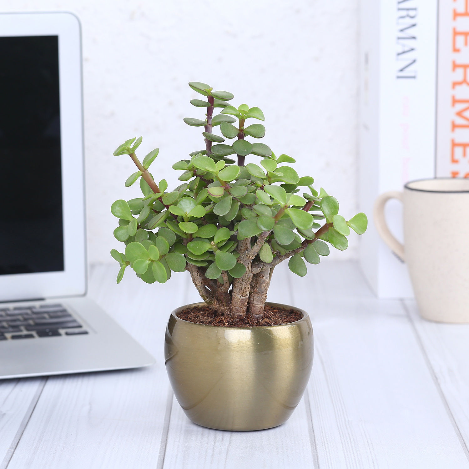 Buy/Send Jade Plant In Gold Tone Metal Pot Online- Ferns N Petals